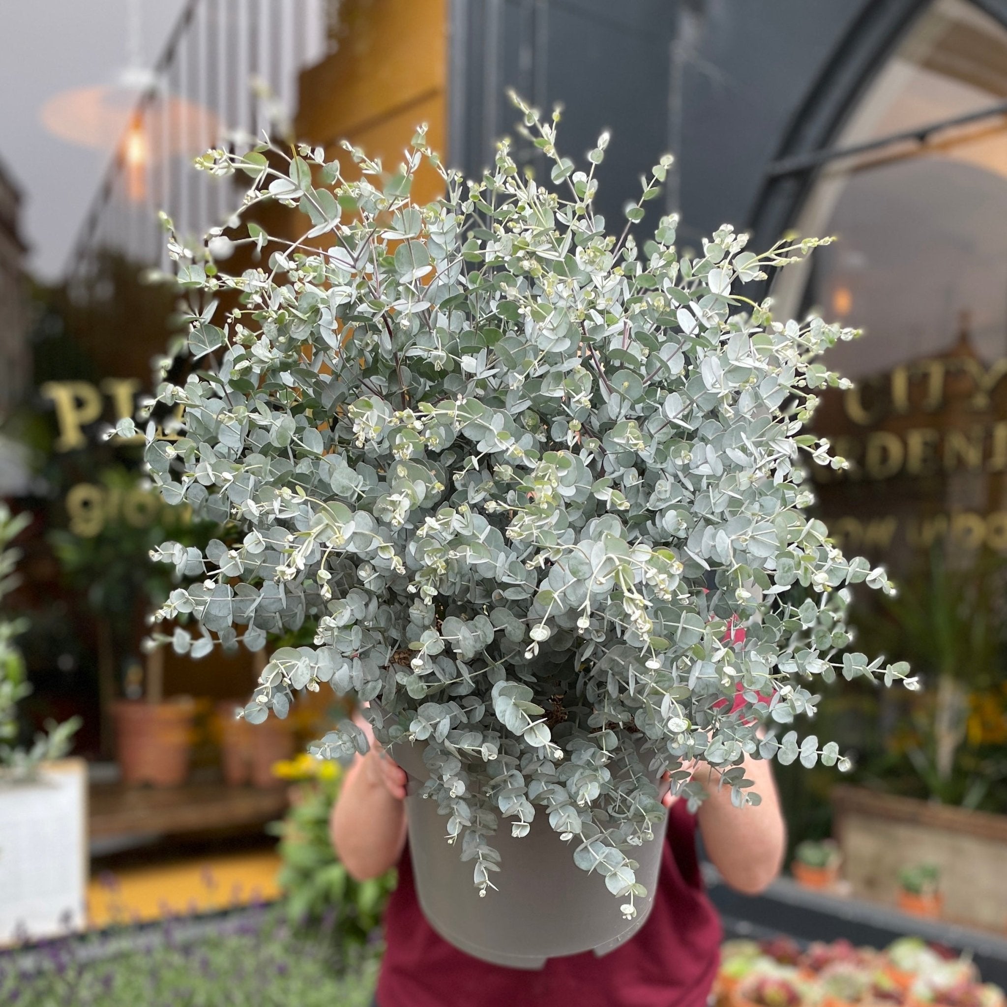 Eucalyptus gunnii (32cm pot) - grow urban. UK