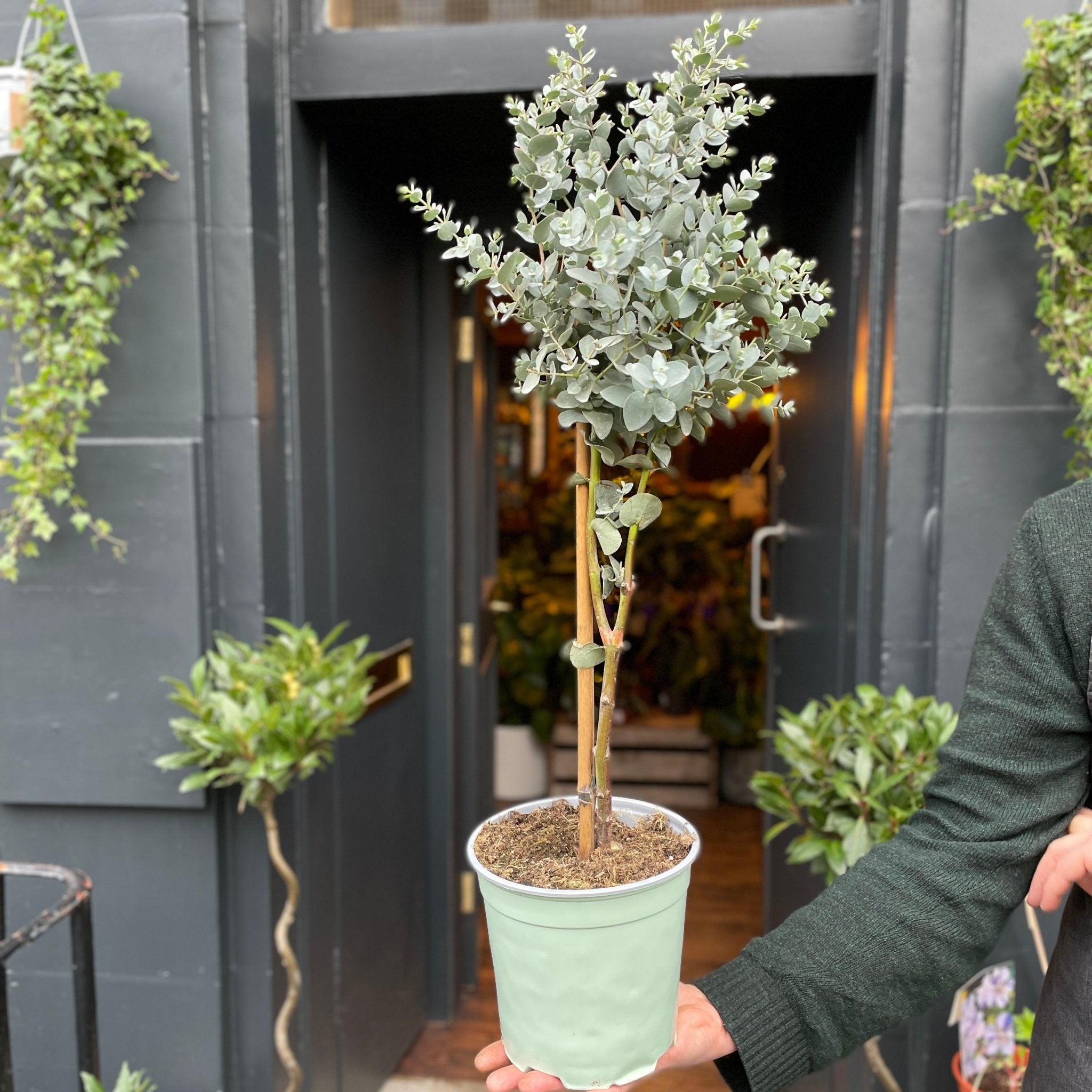 Eucalyptus gunnii - grow urban. UK