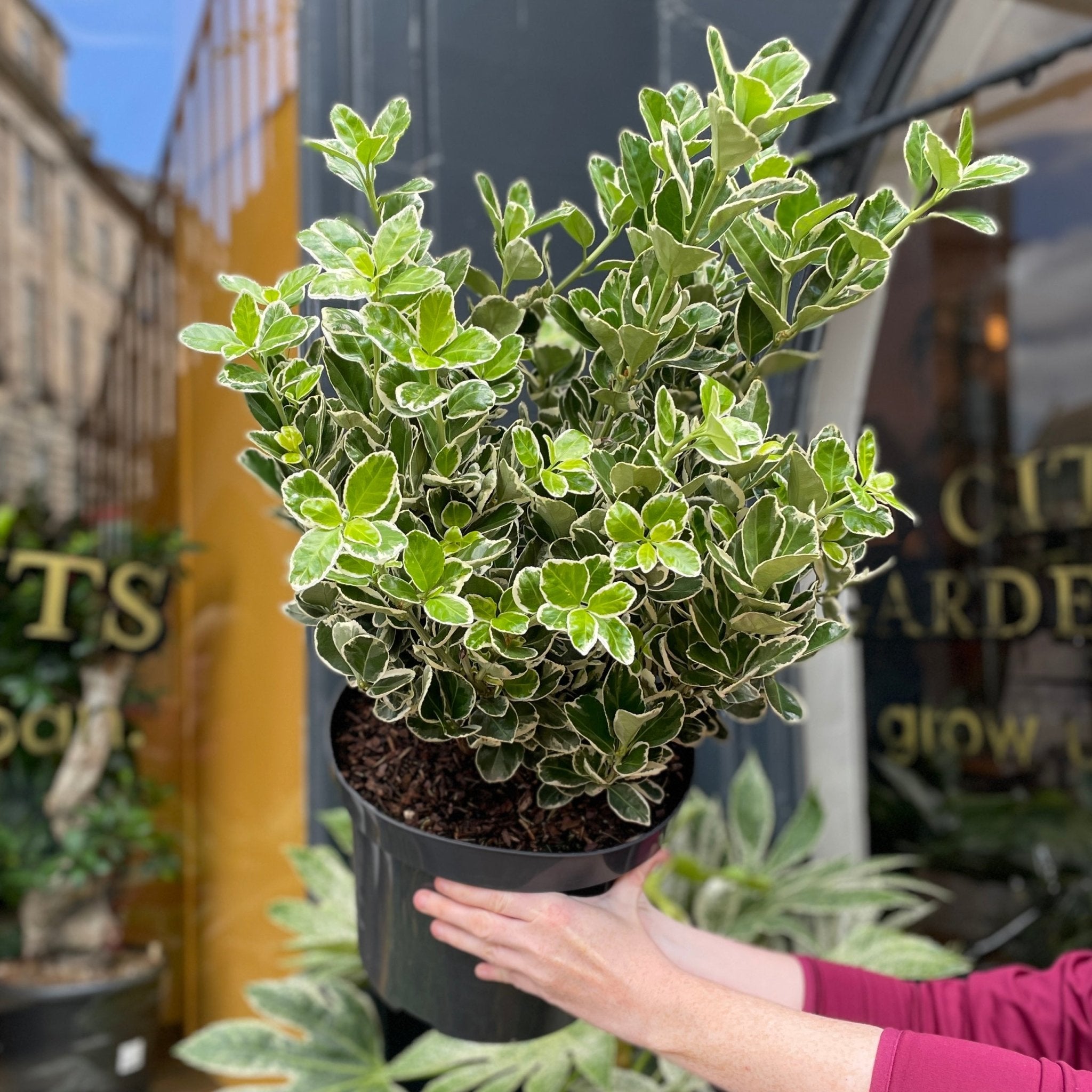 Euonymus japonica 'Kathy' - grow urban. UK