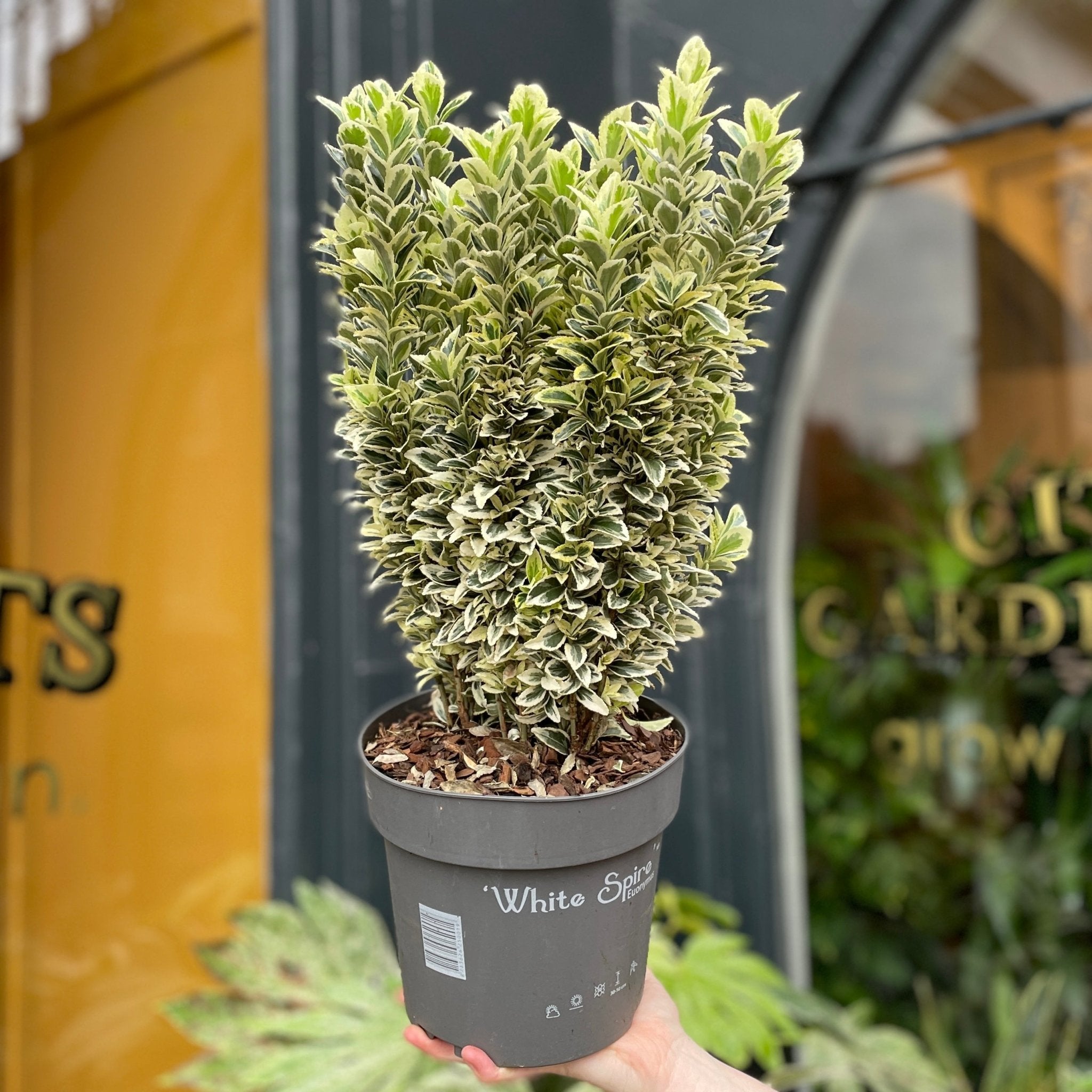 Euonymus 'White Spire' (19cm pot) - grow urban. UK