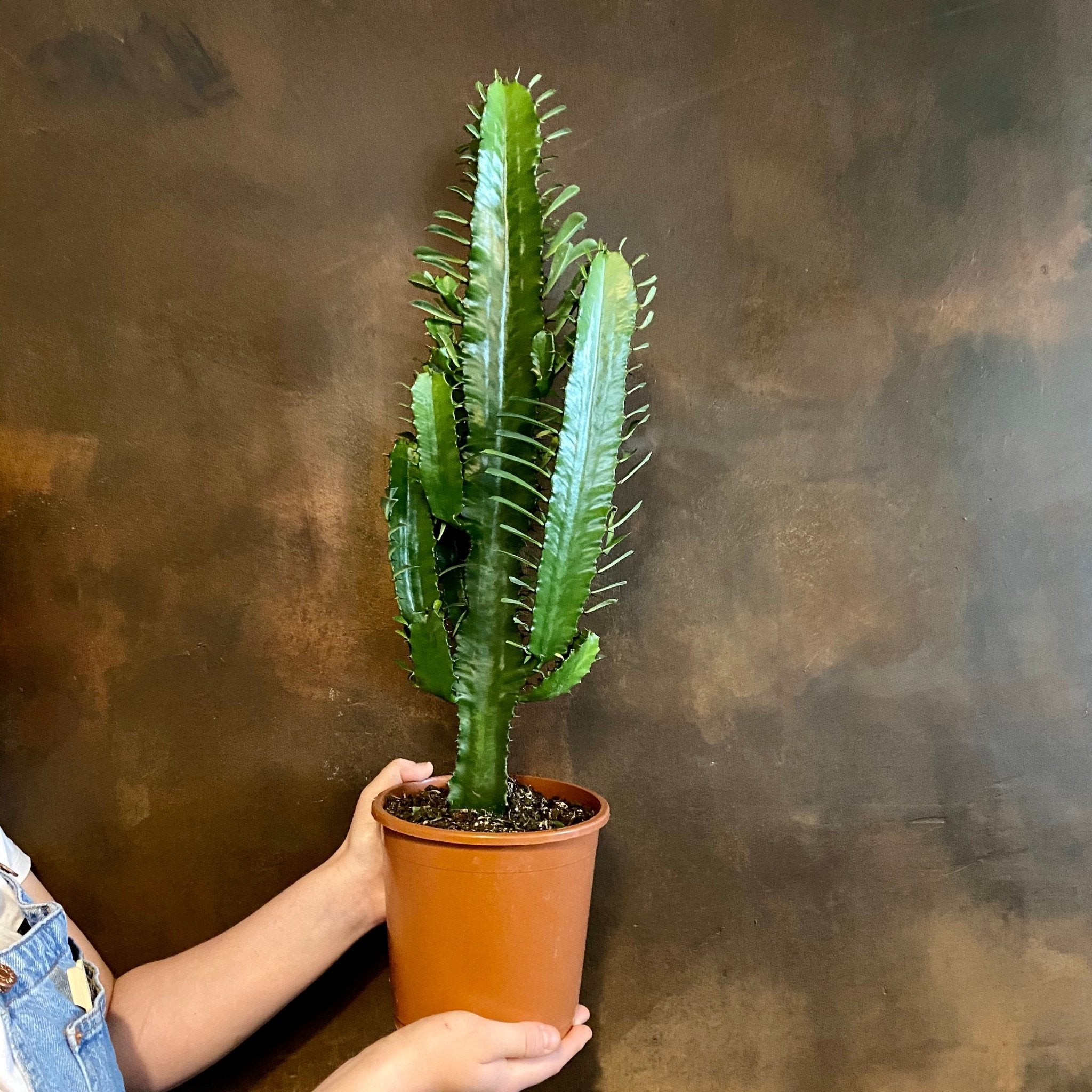 Euphorbia acrurensis (17cm pot) - grow urban. UK