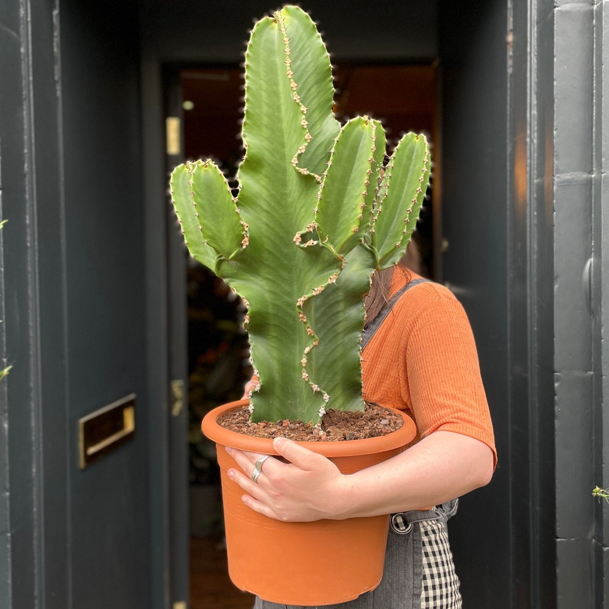 Euphorbia canariensis (26cm pot) - grow urban. UK