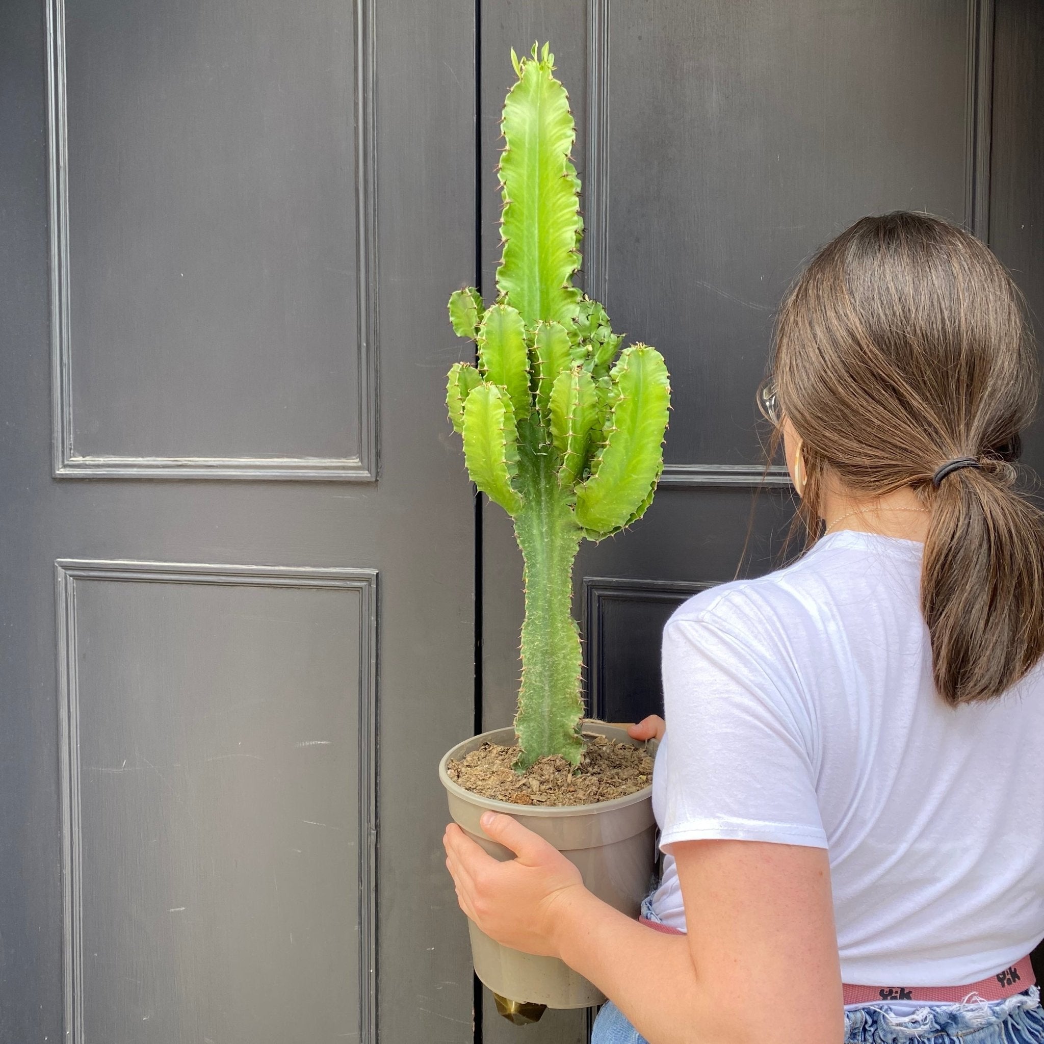 Euphorbia eritrea (21cm pot) - grow urban. UK
