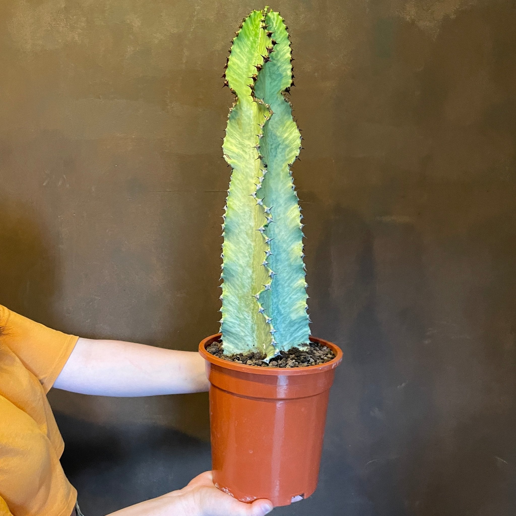 Euphorbia ingens ‘Variegata’ (21cm pot) - grow urban. UK