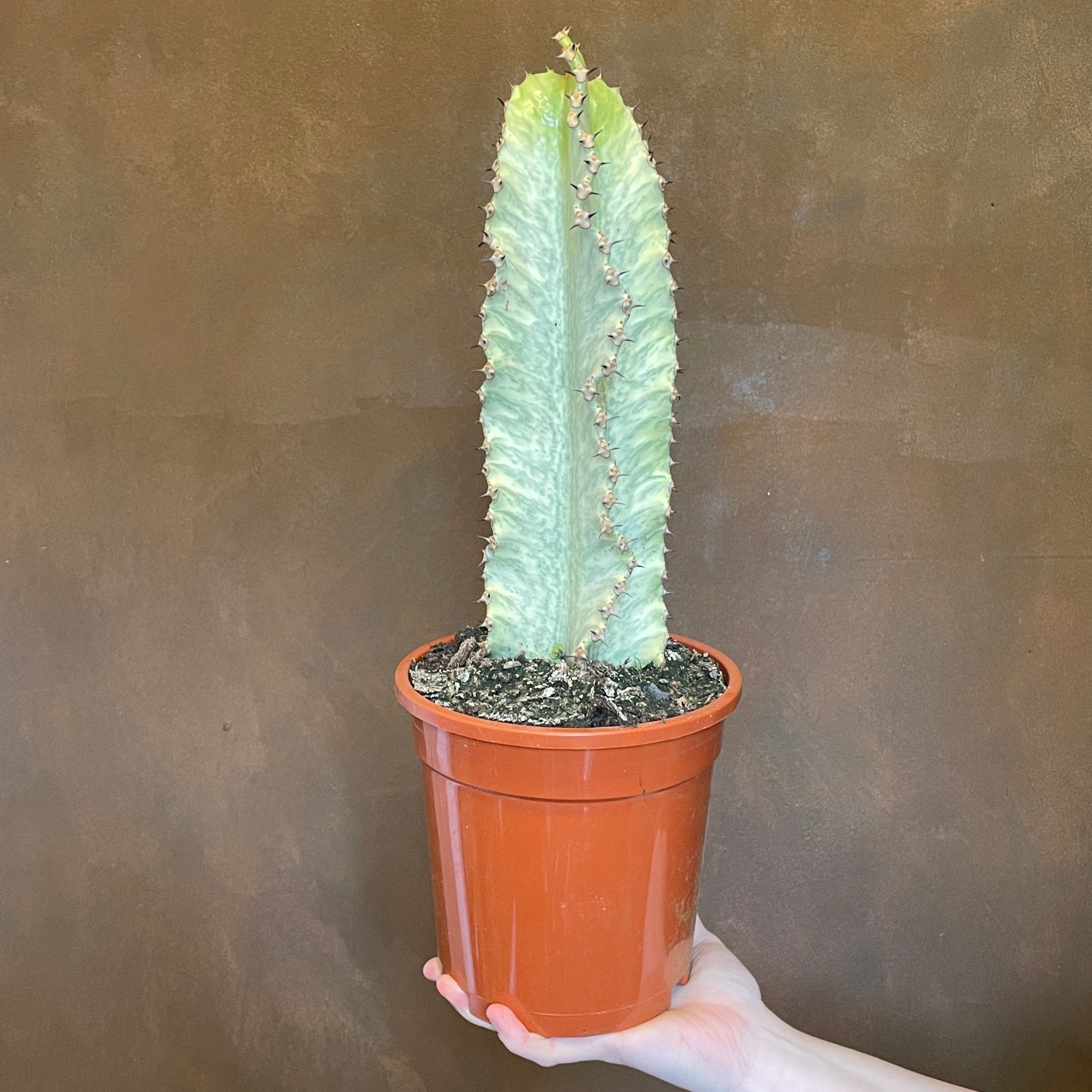Euphorbia ingens ‘Variegata’ - grow urban. UK