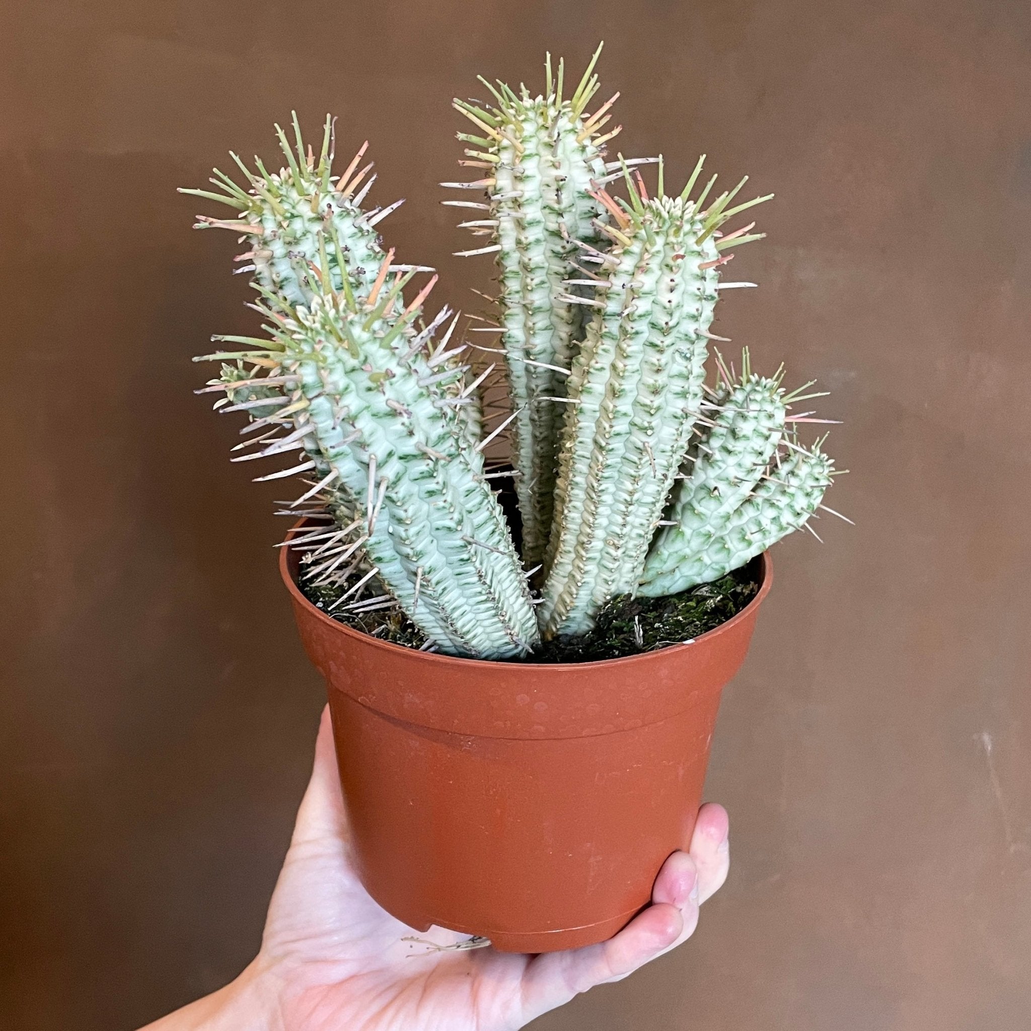 Euphorbia mammillaris 'Variegata' - grow urban. UK