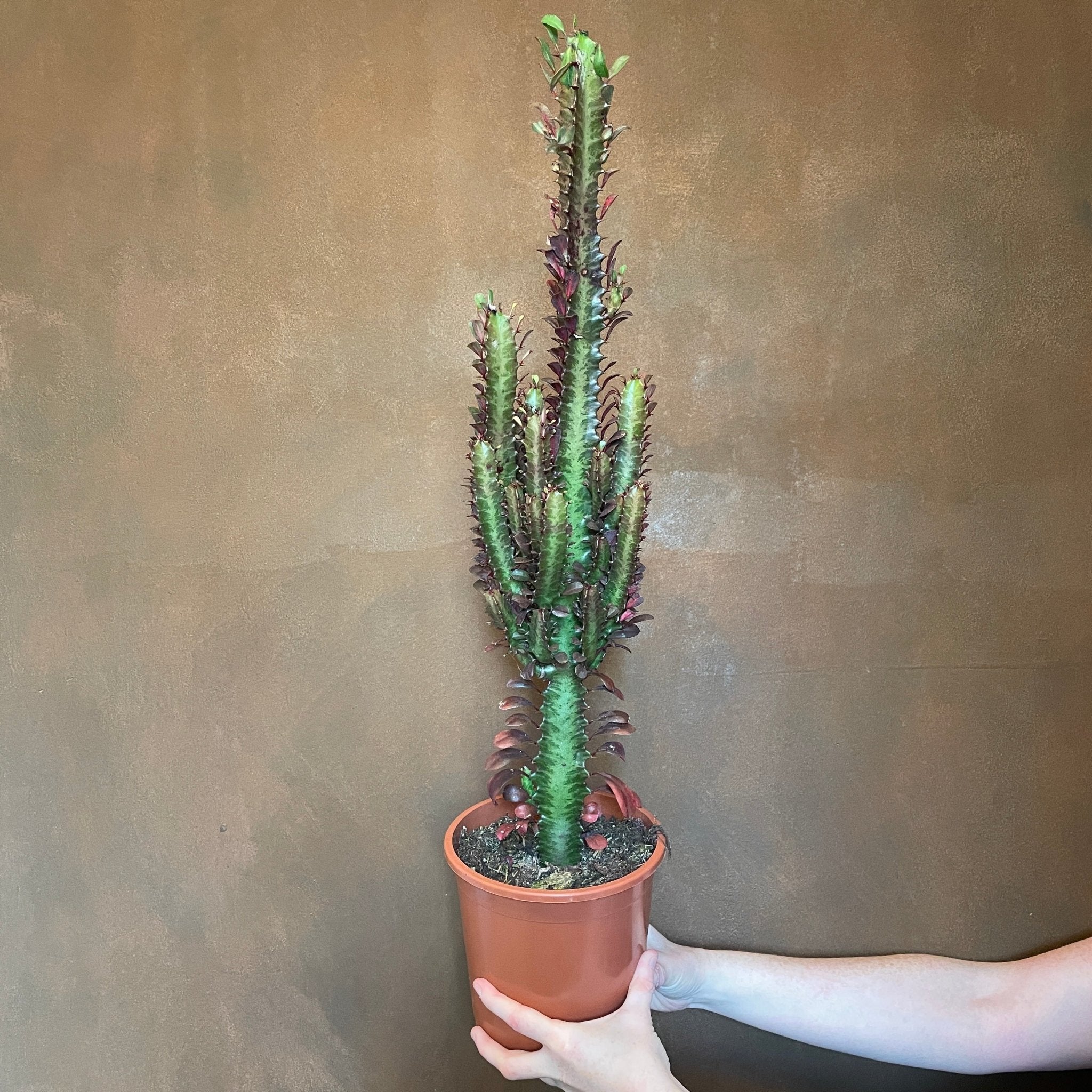 Euphorbia trigona 'Rubra' - grow urban. UK