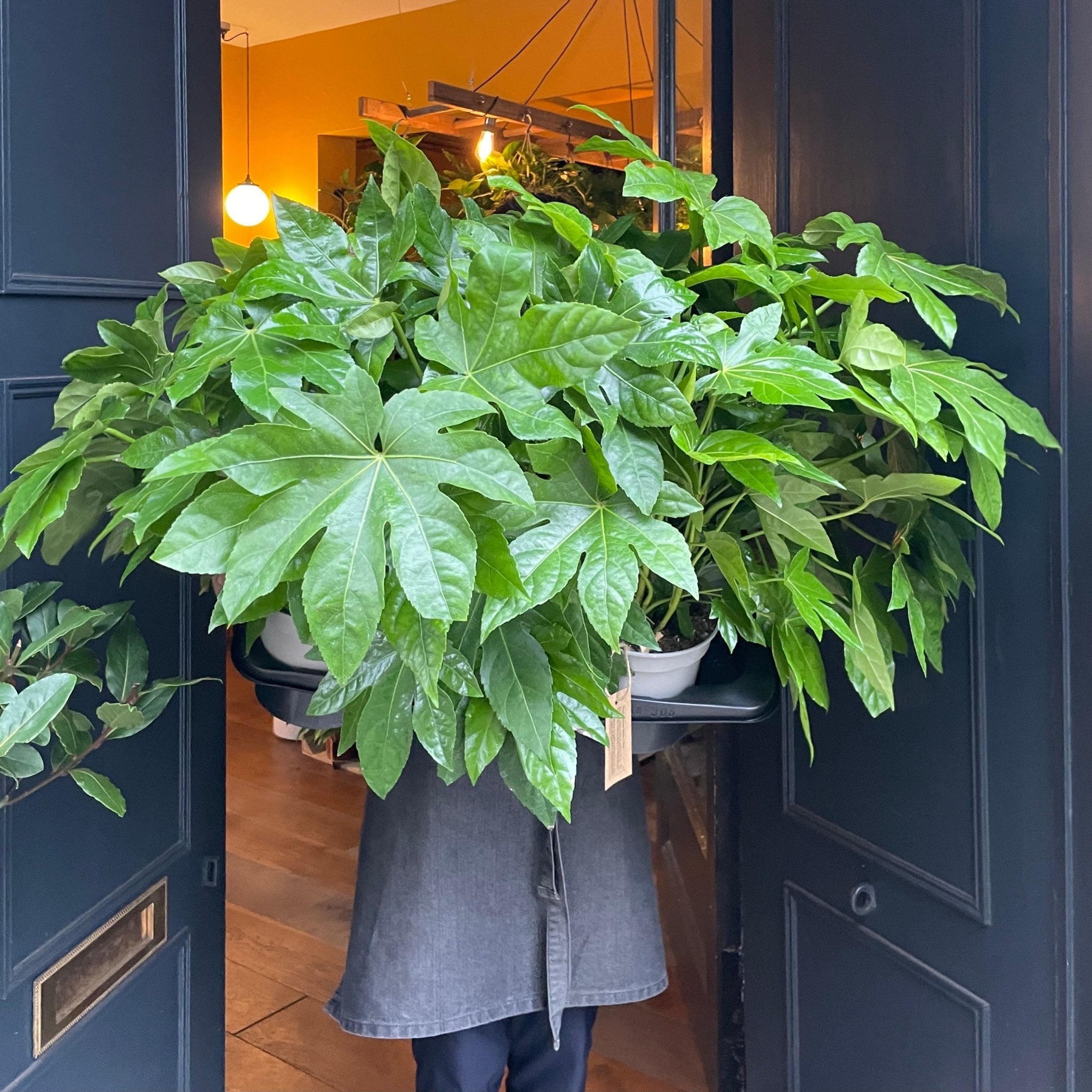 Fatsia japonica - grow urban. UK