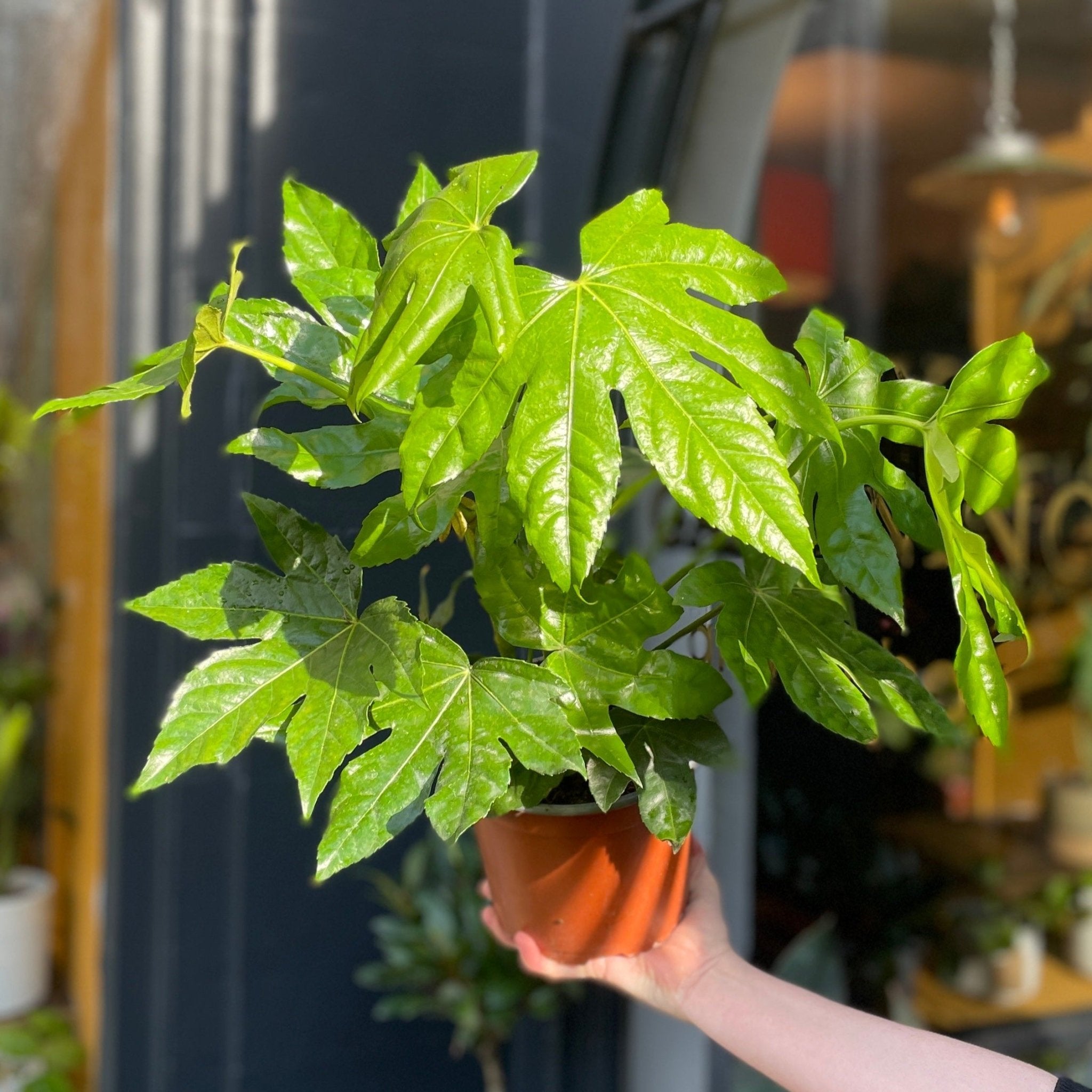 Fatsia japonica - grow urban. UK