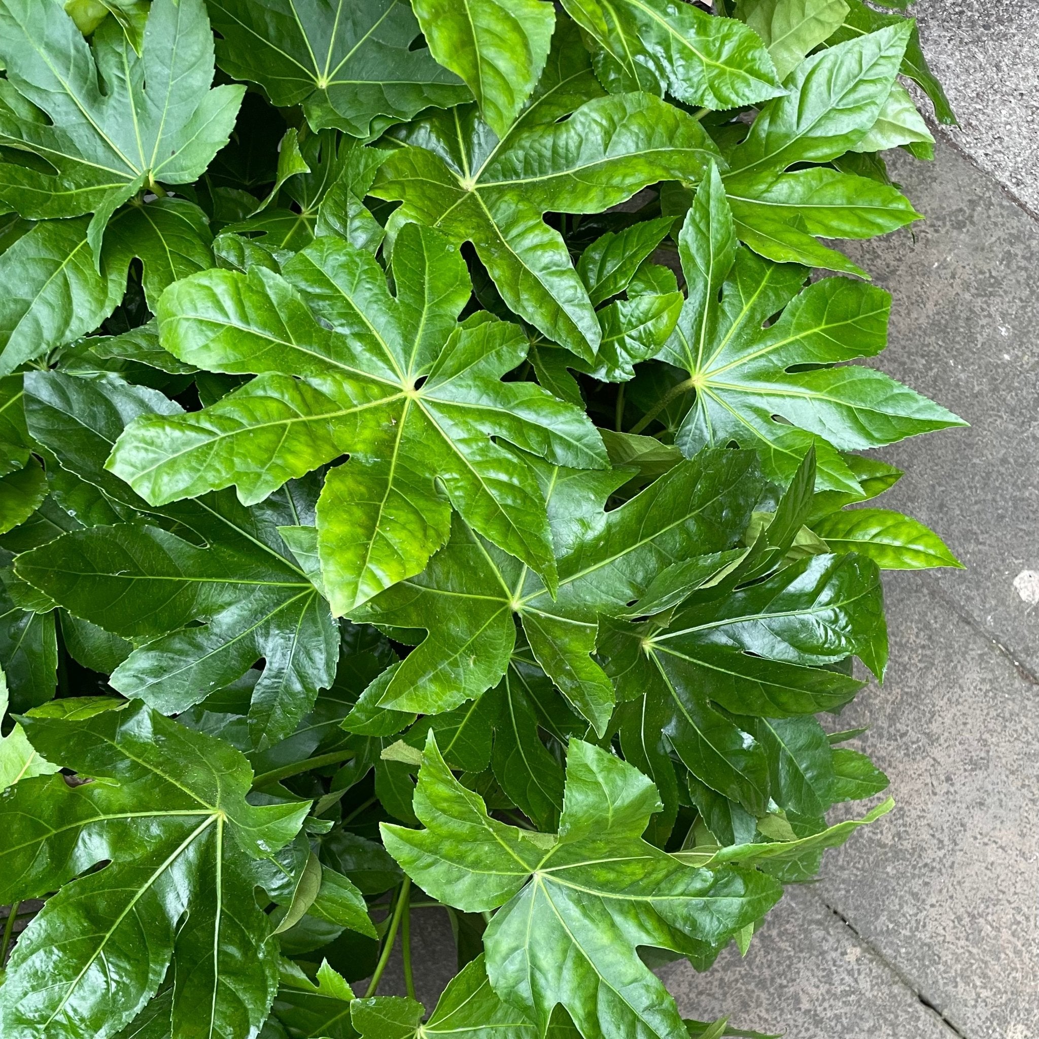 Fatsia japonica - grow urban. UK