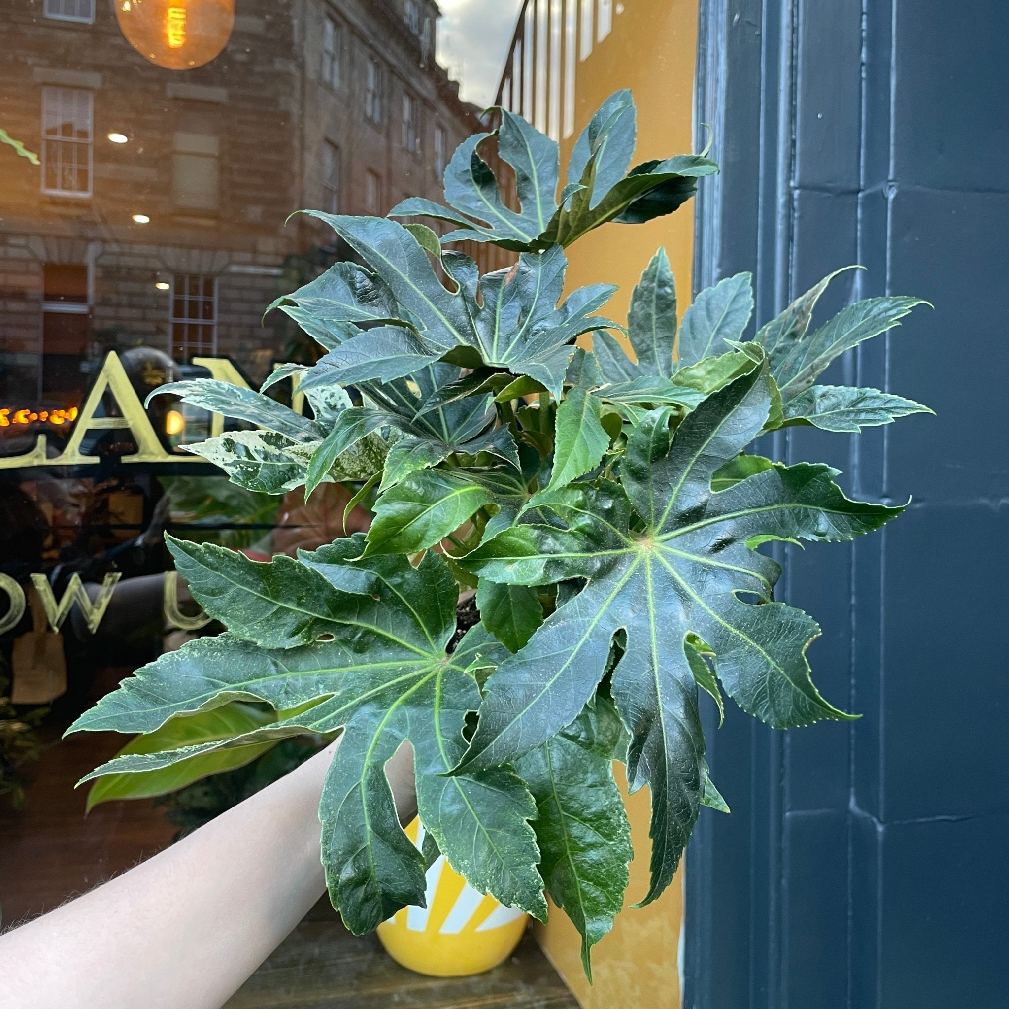 Fatsia japonica 'Spider's Web' (12cm pot) - grow urban. UK