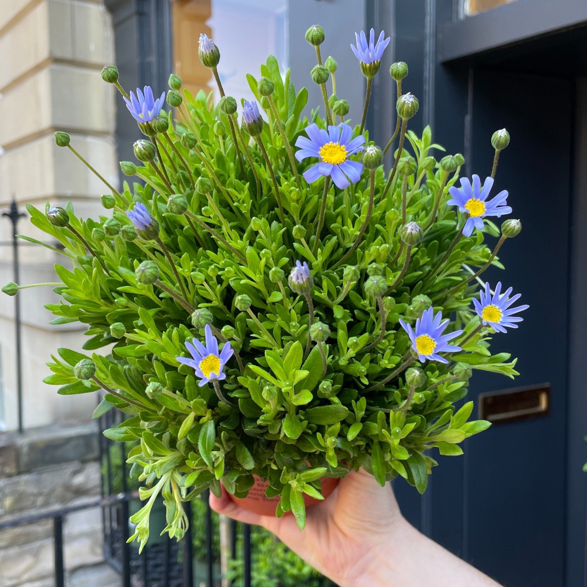 Felicia amelloides 'Felicitara Blue' - grow urban. UK