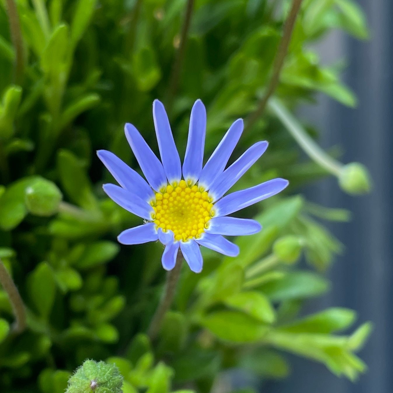Felicia amelloides 'Felicitara Blue' - grow urban. UK