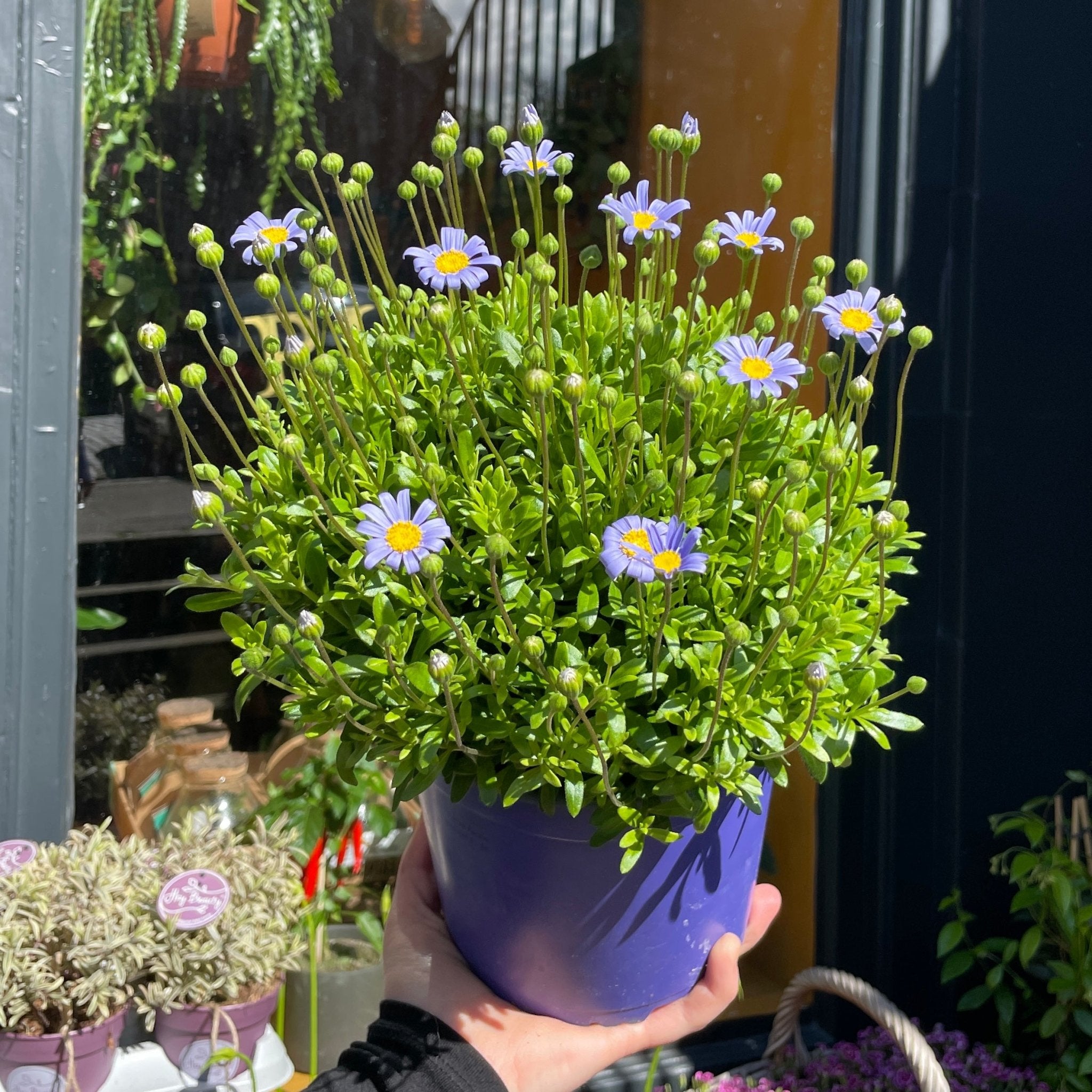 Felicia amelloides 'Felicitara Blue' - grow urban. UK