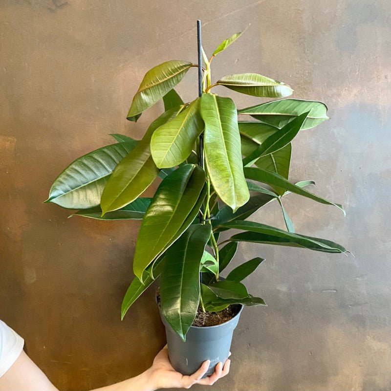 Ficus americana ‘Tresor’ - grow urban. UK