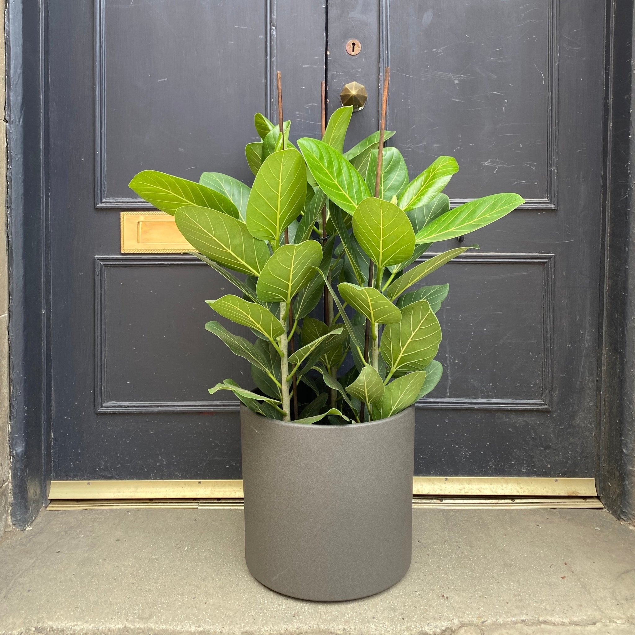 Ficus benghalensis ‘Audrey’ (27cm pot) - grow urban. UK