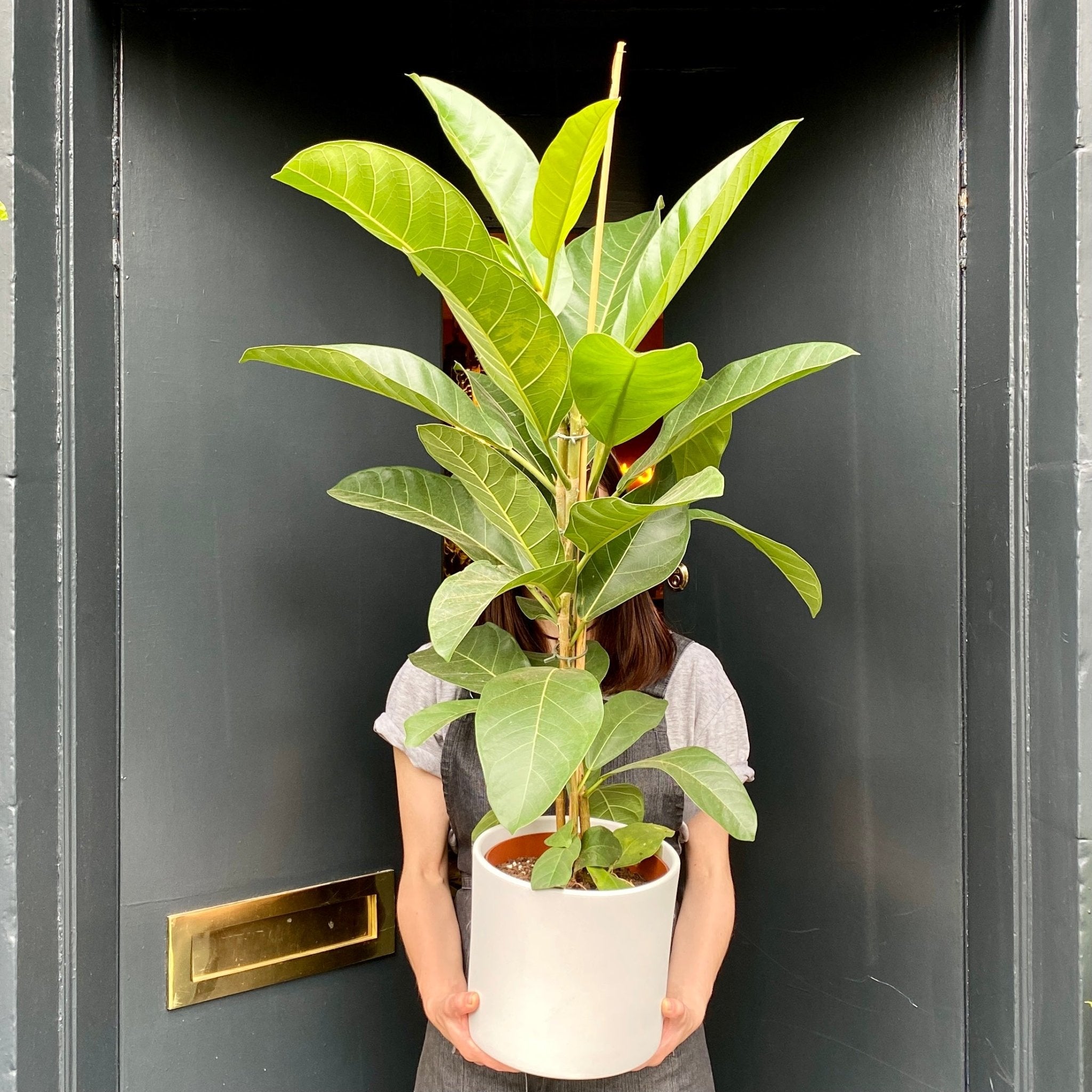 Ficus benghalensis ‘Roy’ - grow urban. UK