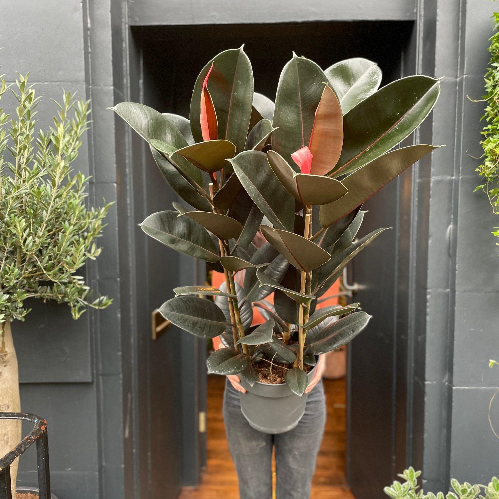 Ficus elastica 'Abidjan' (27cm pot) - grow urban. UK