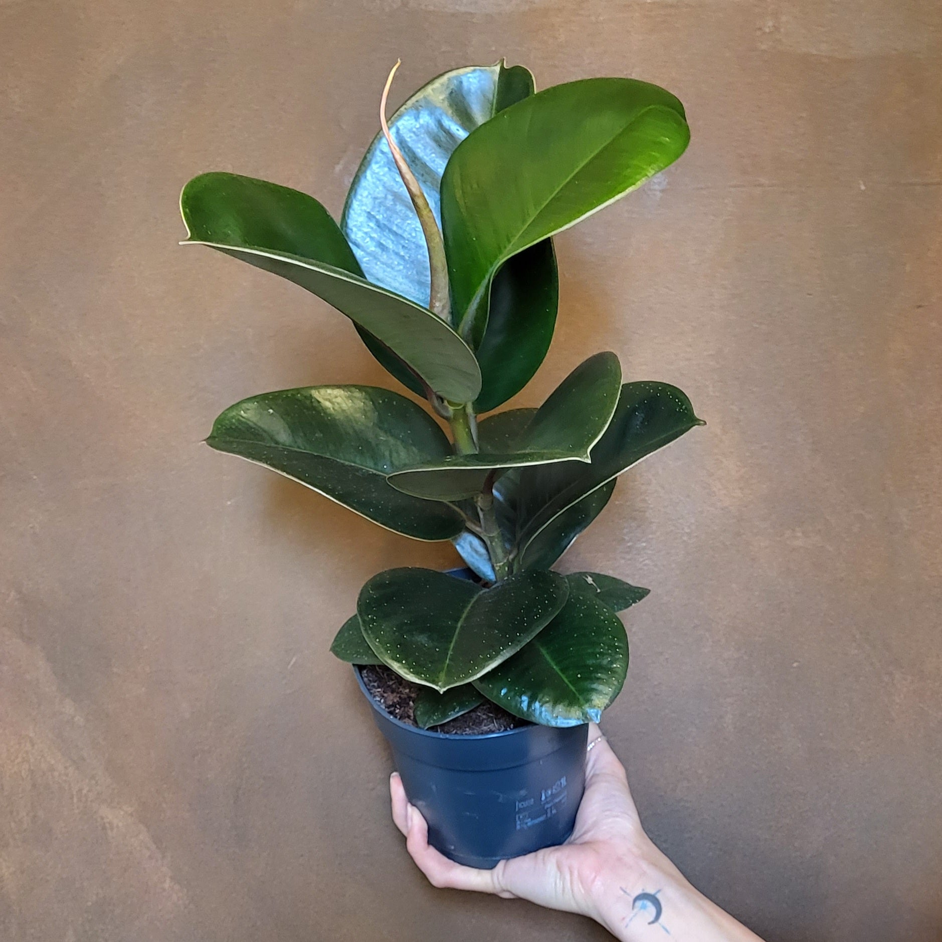 Ficus elastica 'Cloe' - grow urban. UK
