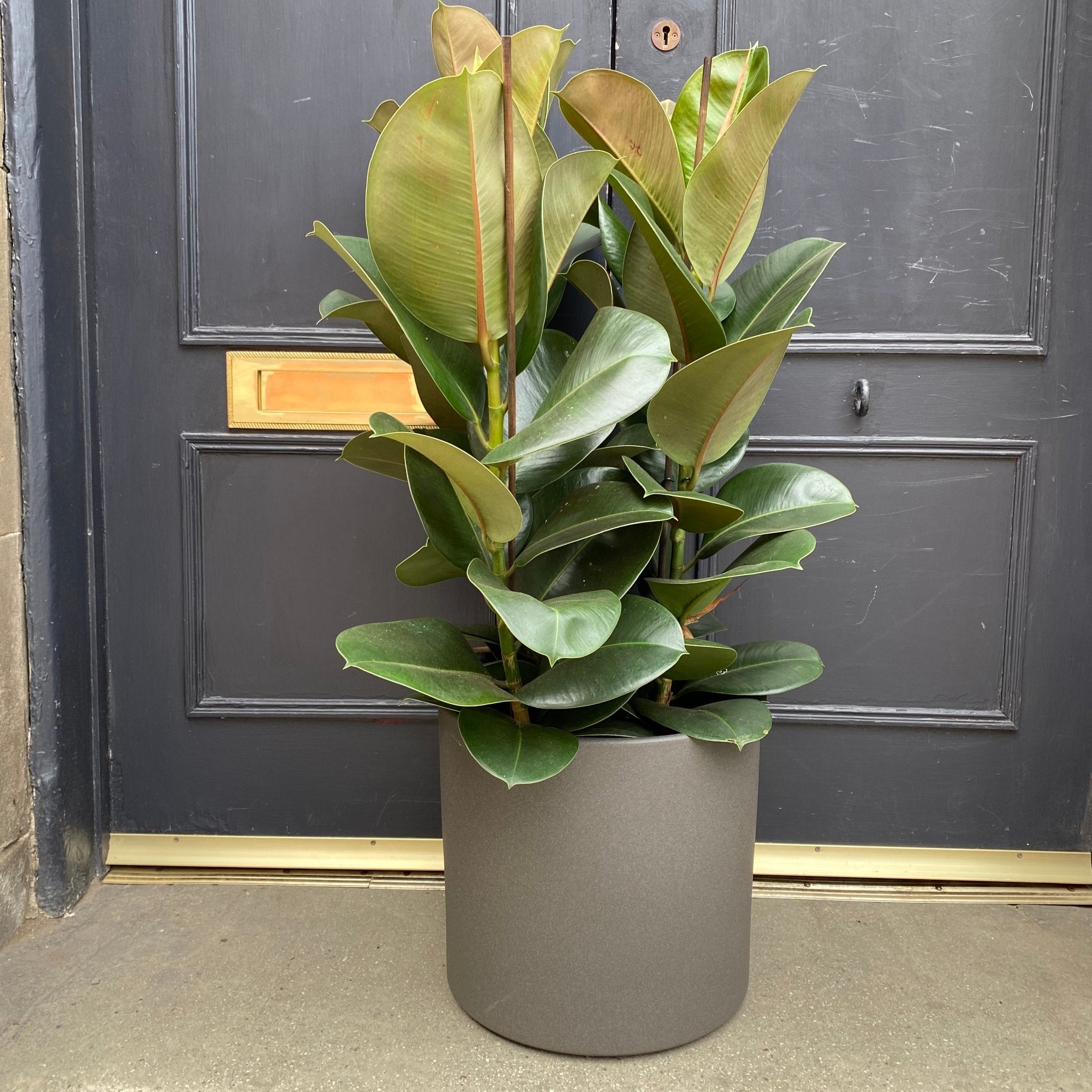 Ficus elastica 'Cloe' - grow urban. UK