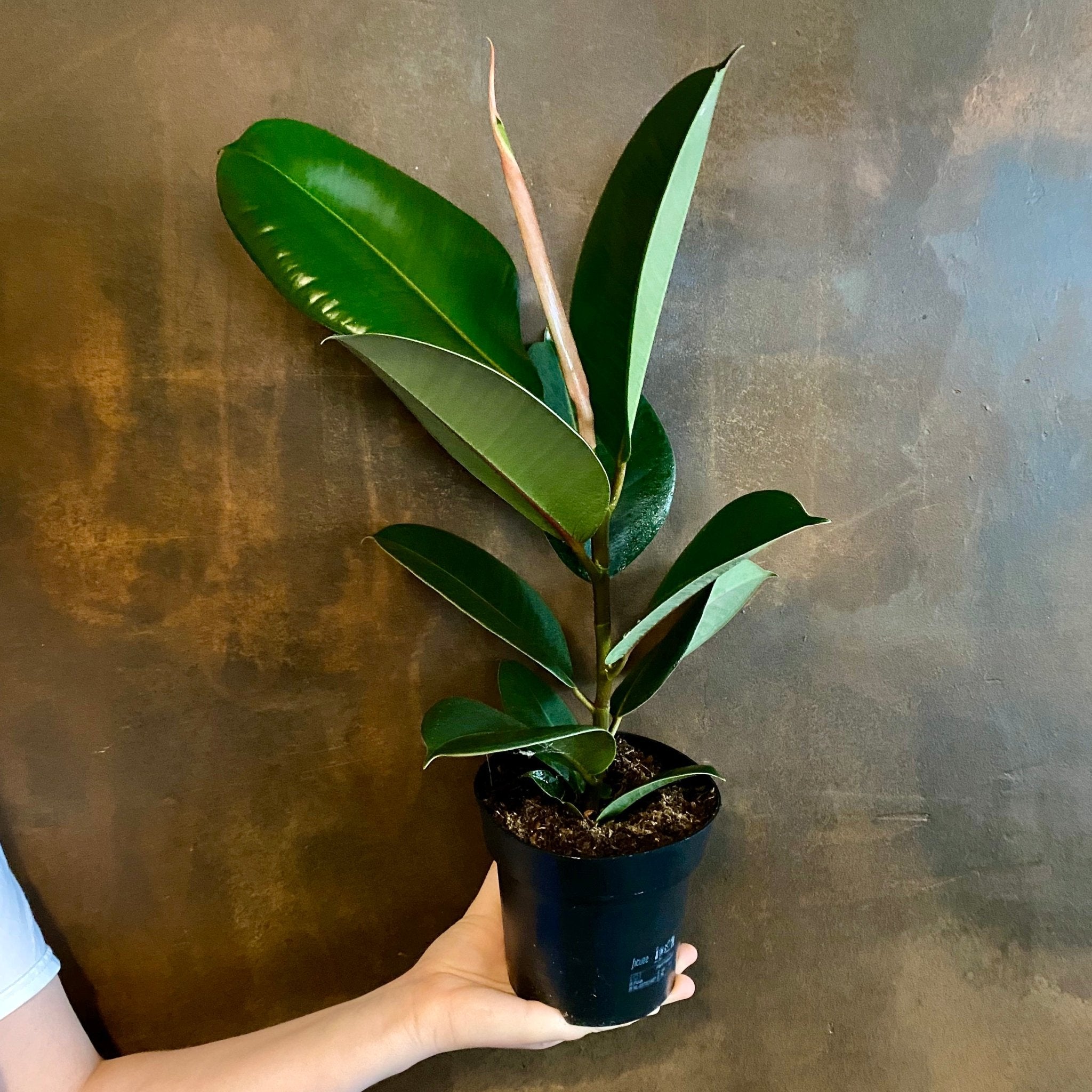 Ficus elastica ‘Robusta’ (14cm pot) - grow urban. UK