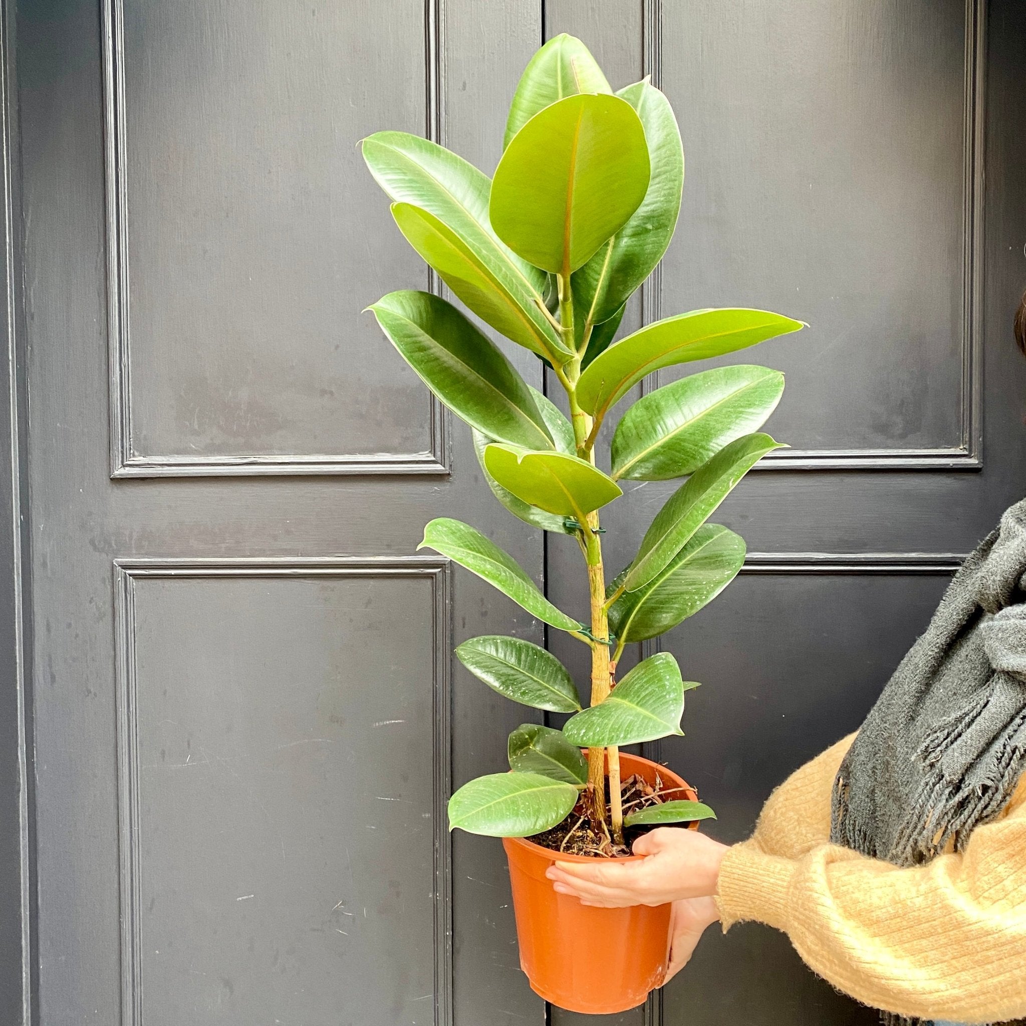 Ficus elastica ‘Robusta’ - grow urban. UK