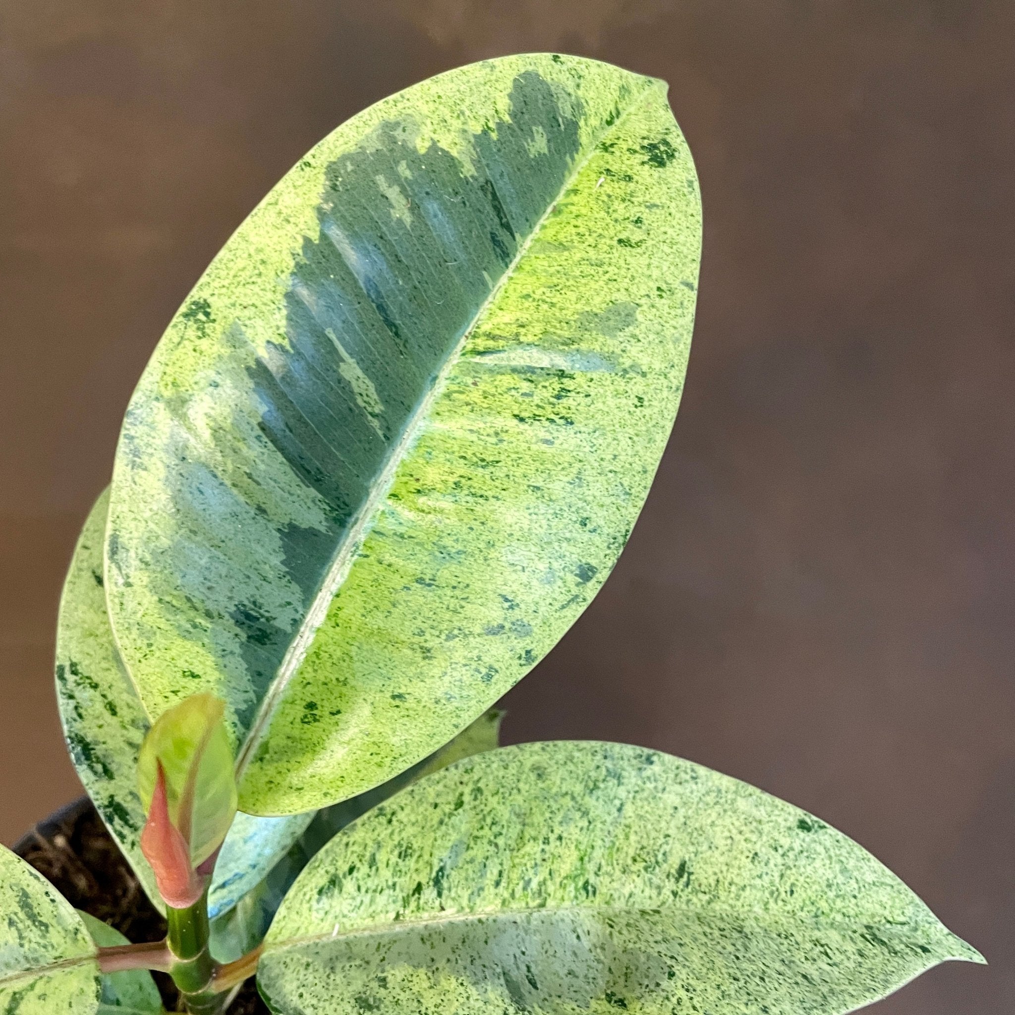 Ficus elastica 'Shivereana' (11cm pot) - grow urban. UK