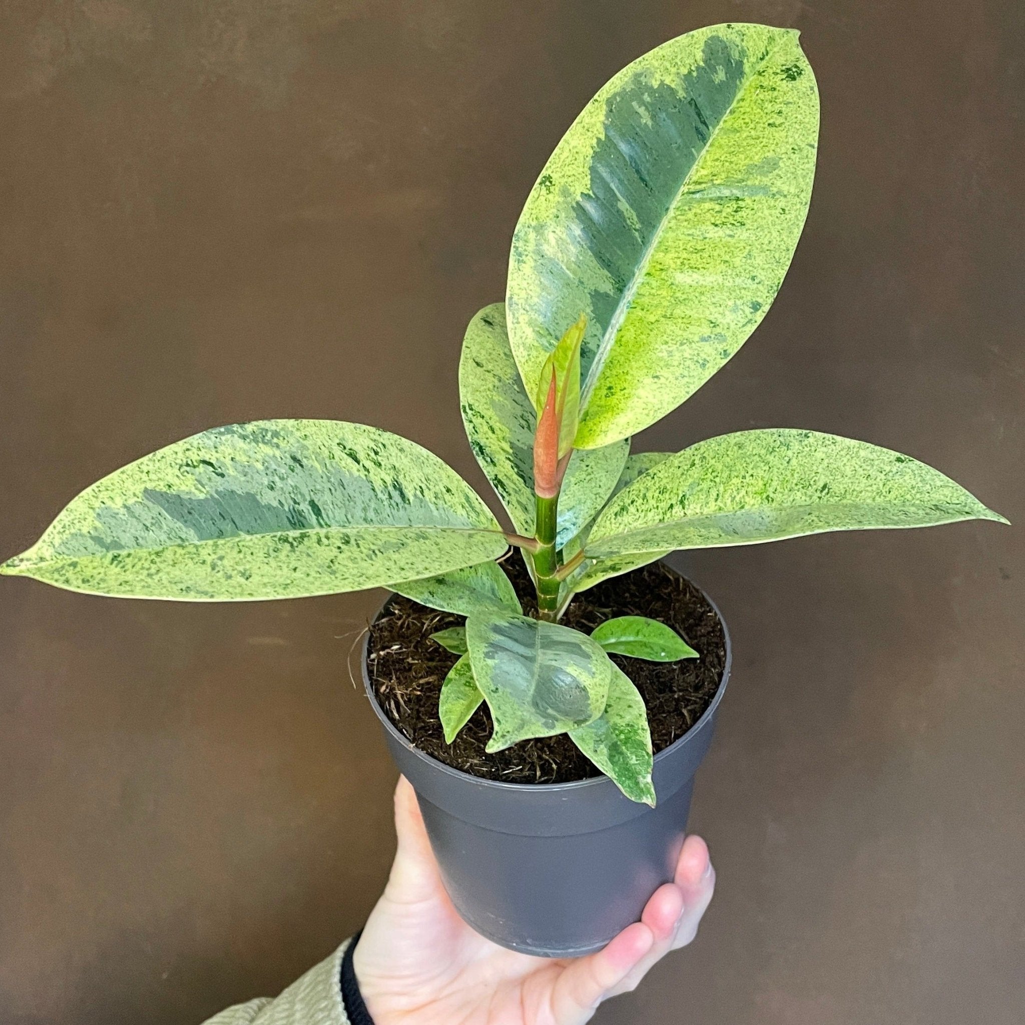 Ficus elastica 'Shivereana' (11cm pot) - grow urban. UK