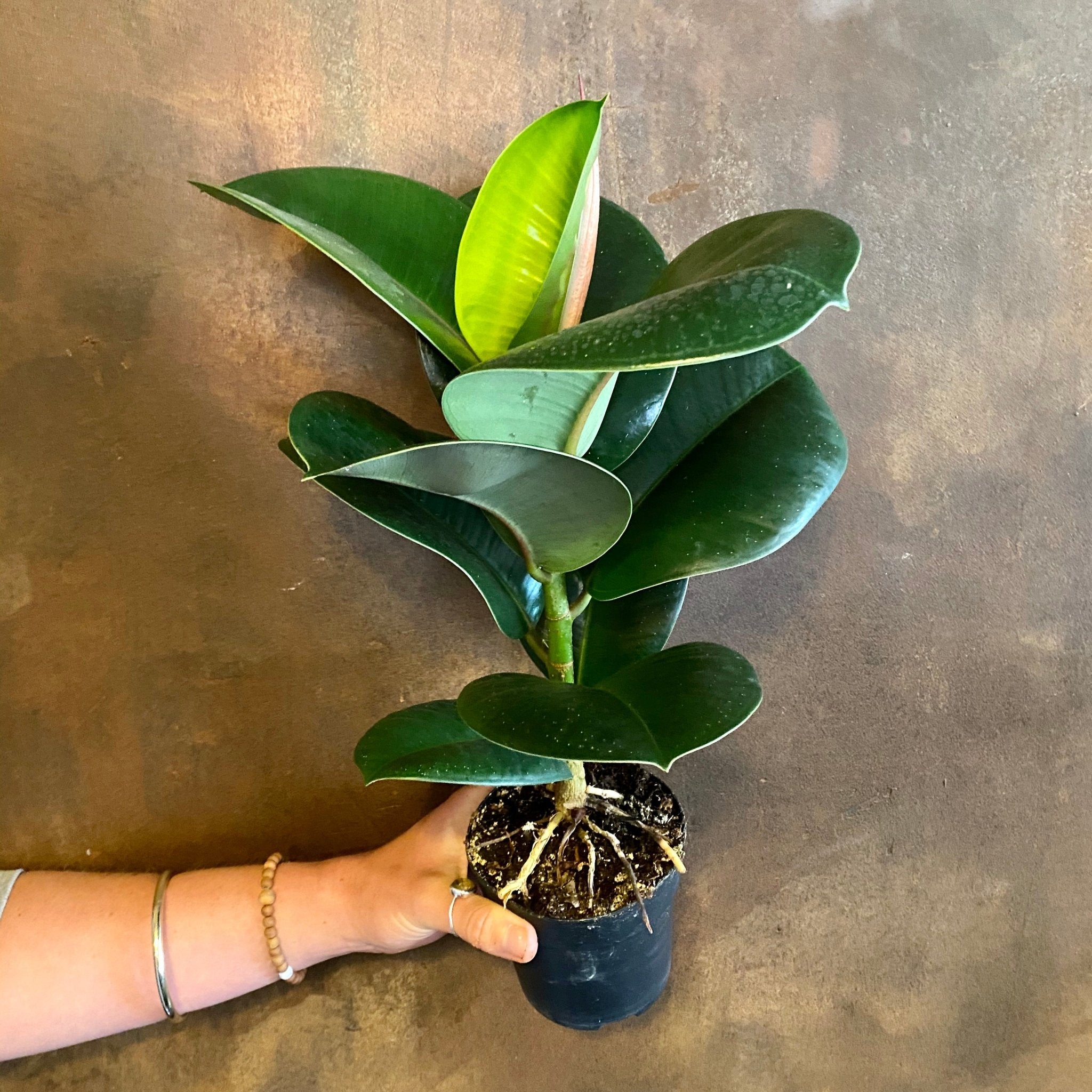 Ficus elastica 'Sofia' - grow urban. UK
