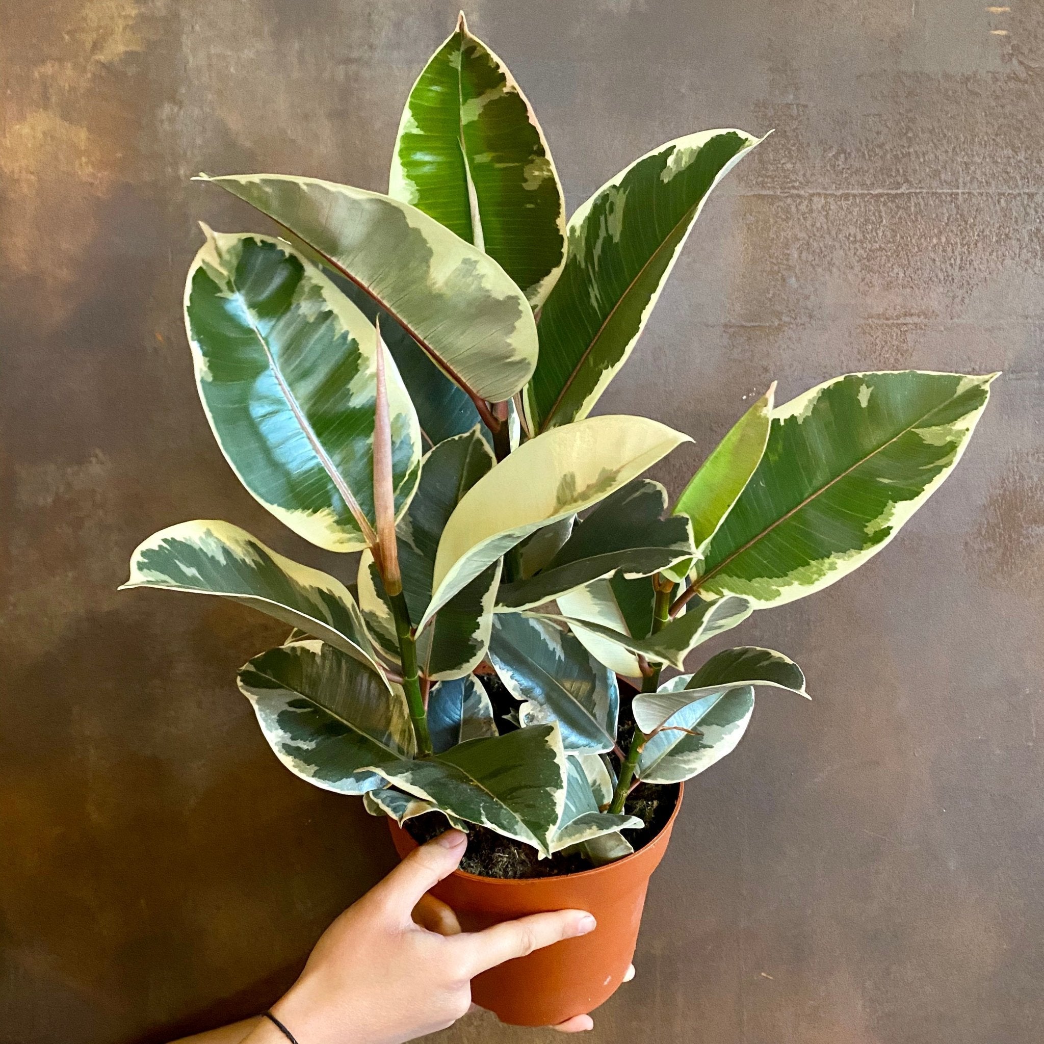 Ficus elastica 'Tineke' (19cm pot) - grow urban. UK