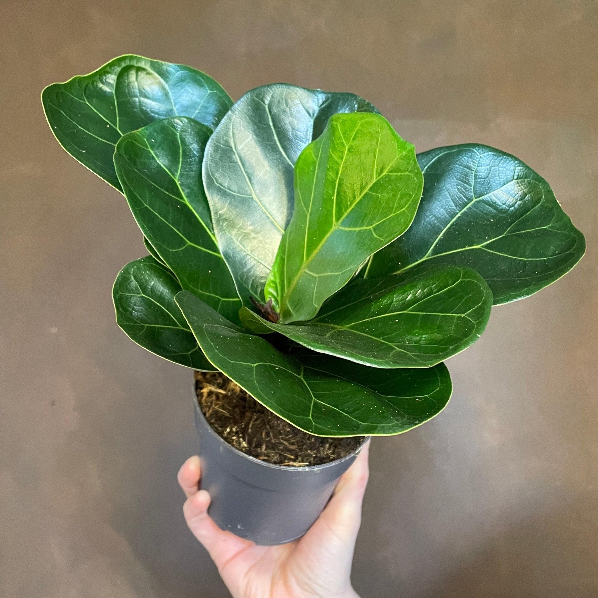 Ficus lyrata (11cm pot) - grow urban. UK