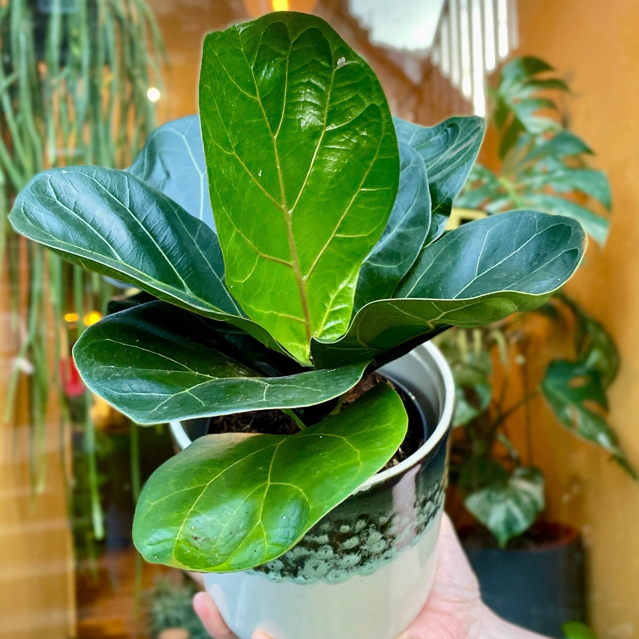 Ficus lyrata (11cm pot) - grow urban. UK