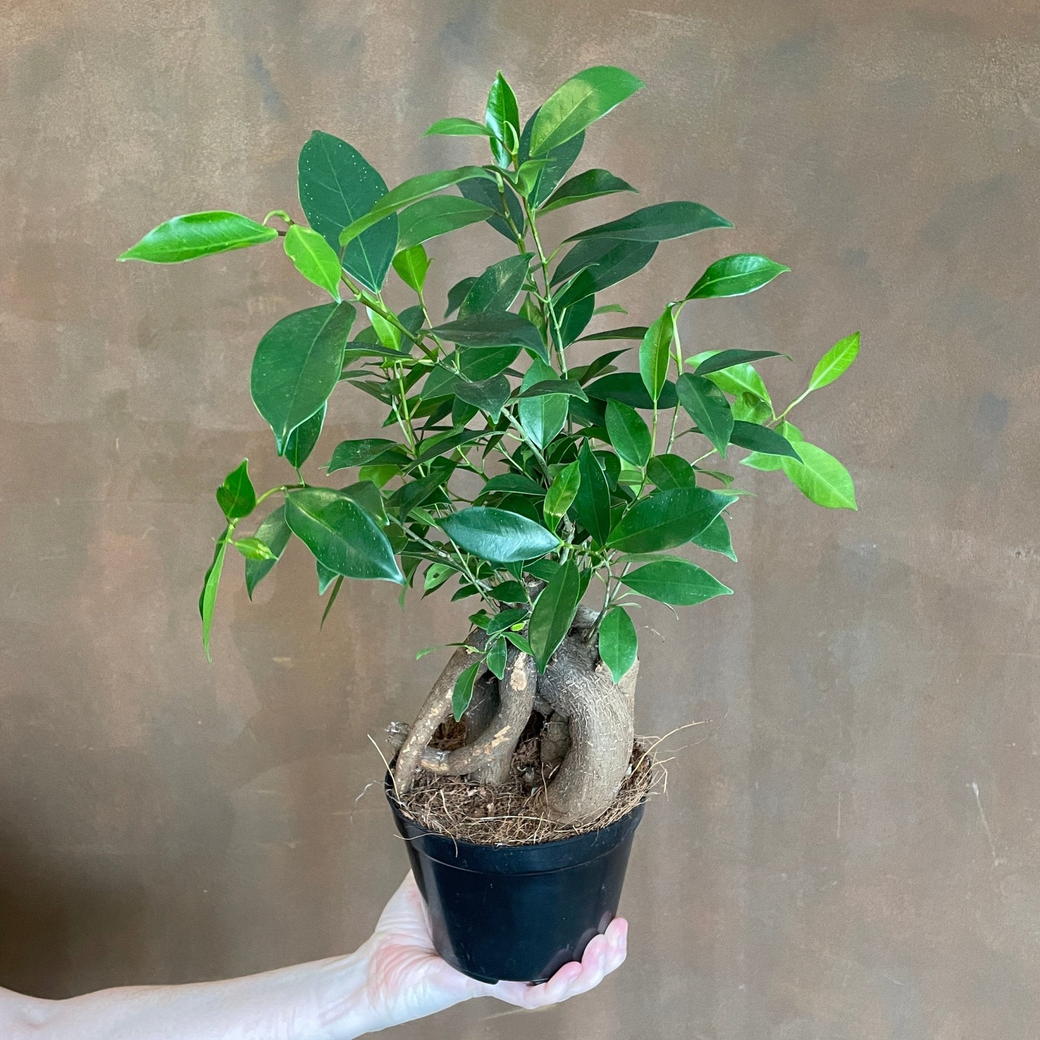 Ficus microcarpa ‘Ginseng’ (14cm pot) - grow urban. UK