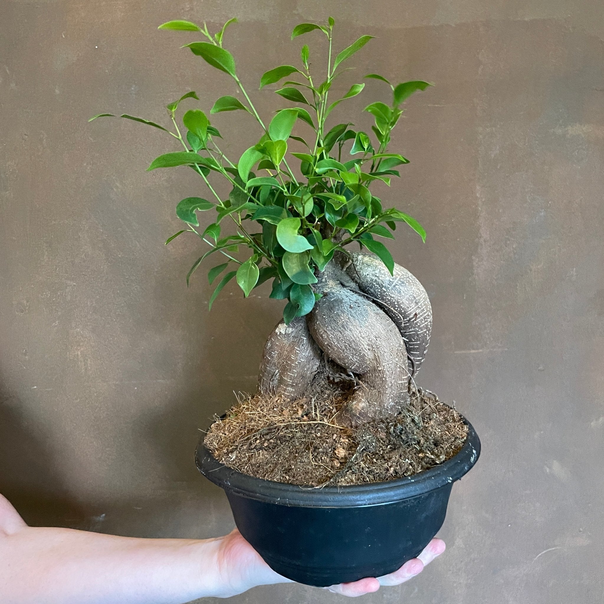Ficus microcarpa ‘Ginseng’ (20cm pot) - grow urban. UK