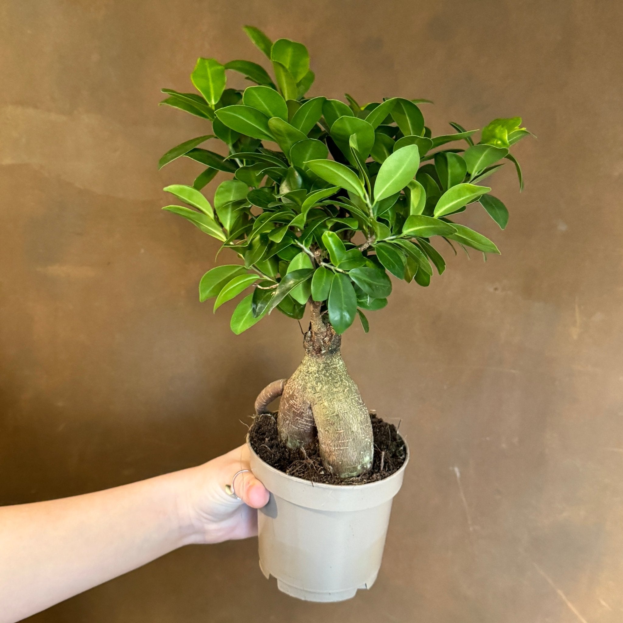 Ficus microcarpa ‘Ginseng’ - grow urban. UK