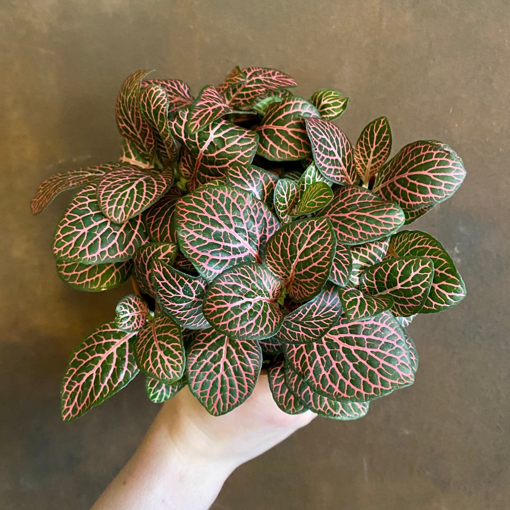 Fittonia ‘Mistral’ - grow urban. UK