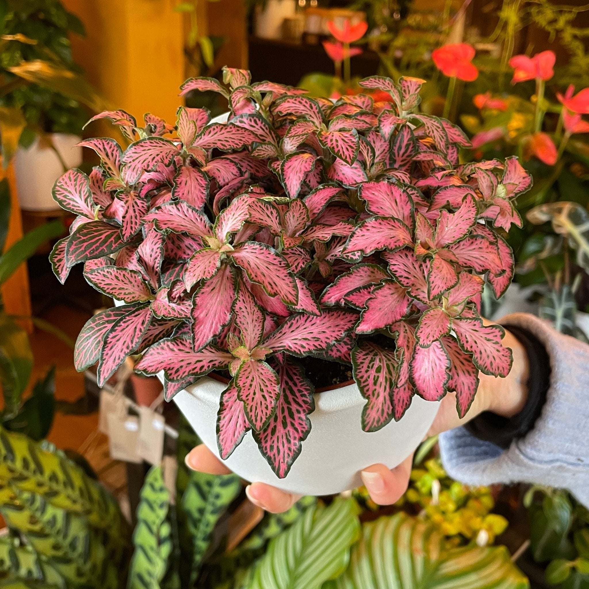 Fittonia ‘Pink Forest Flame’ - grow urban. UK