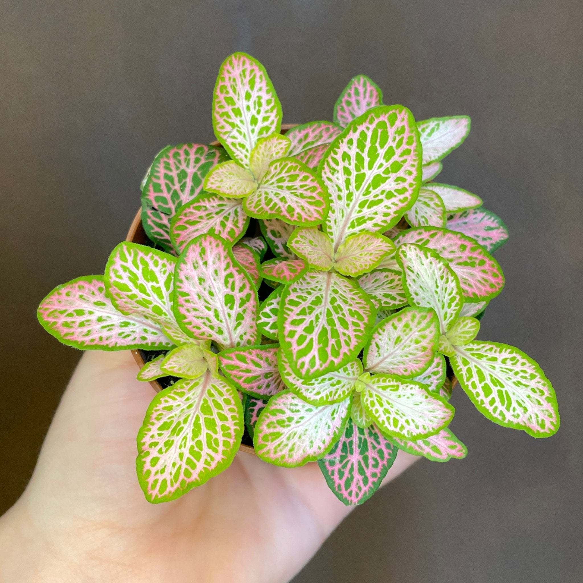 Fittonia ‘Pink Ruby Lime’ (9cm pot) - grow urban. UK