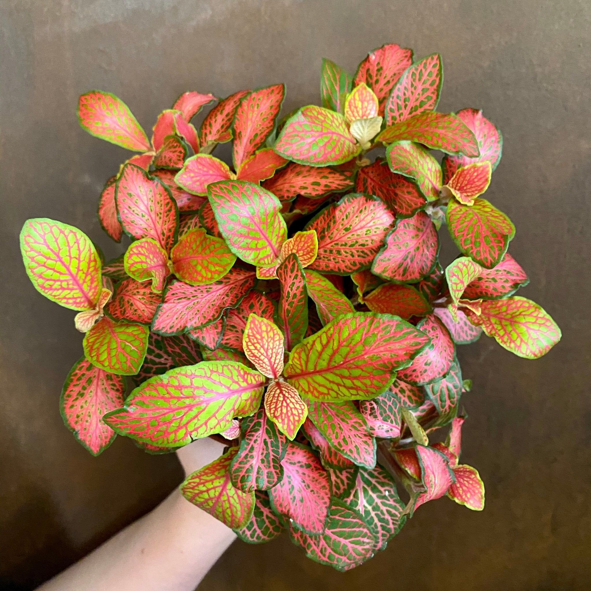 Fittonia ‘Ruby Lime’ - grow urban. UK