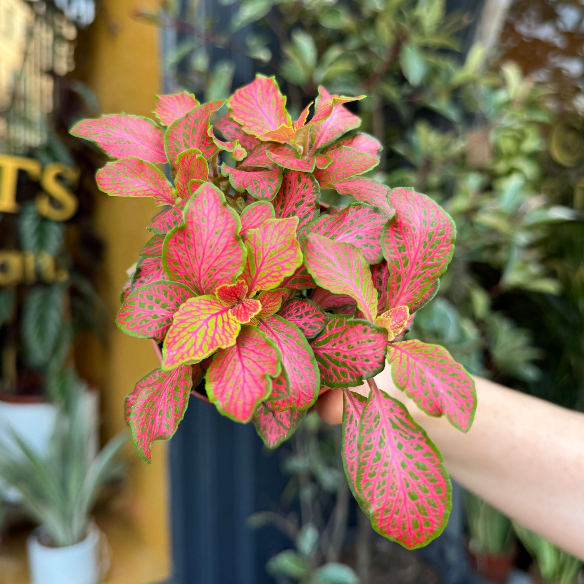 Fittonia ‘Ruby Lime’ (8.5cm pot) - grow urban. UK