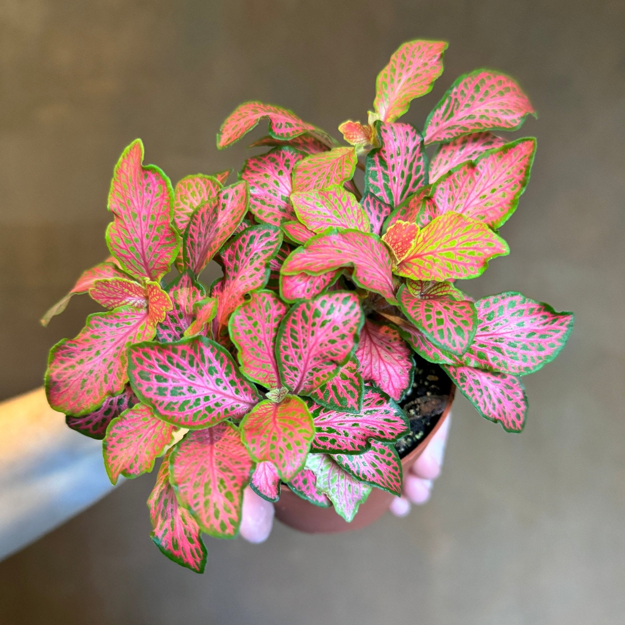 Fittonia ‘Ruby Lime’ (8.5cm pot) - grow urban. UK
