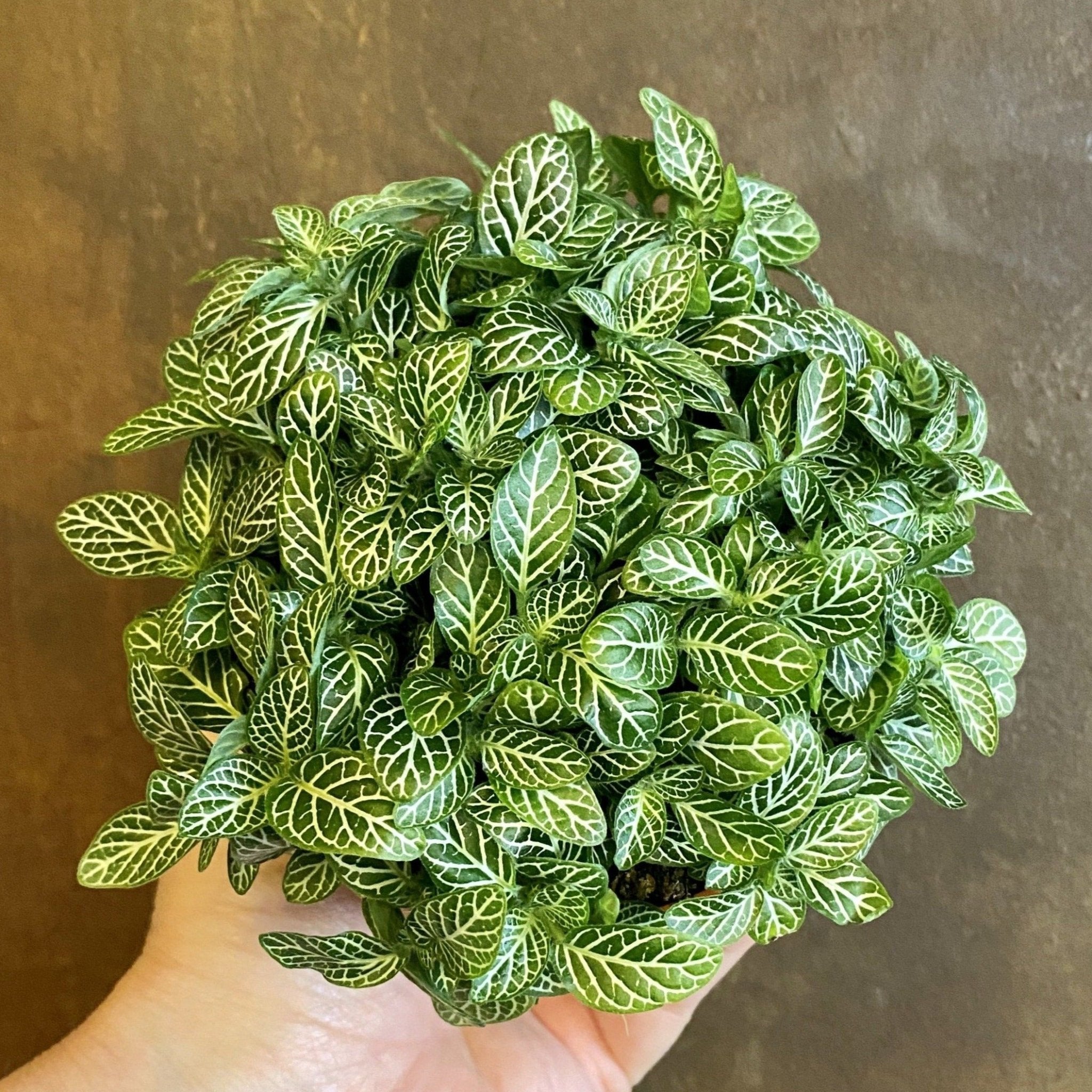 Fittonia verschaffeltii - grow urban. UK