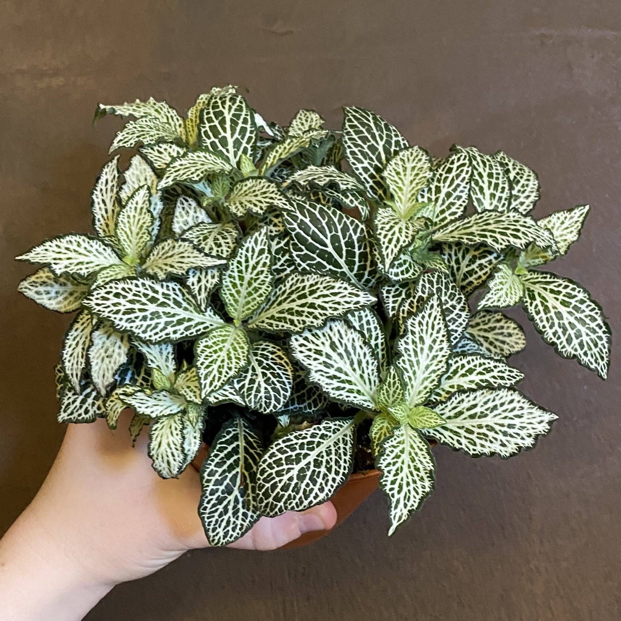 Fittonia ‘White Forest Flame’ - grow urban. UK
