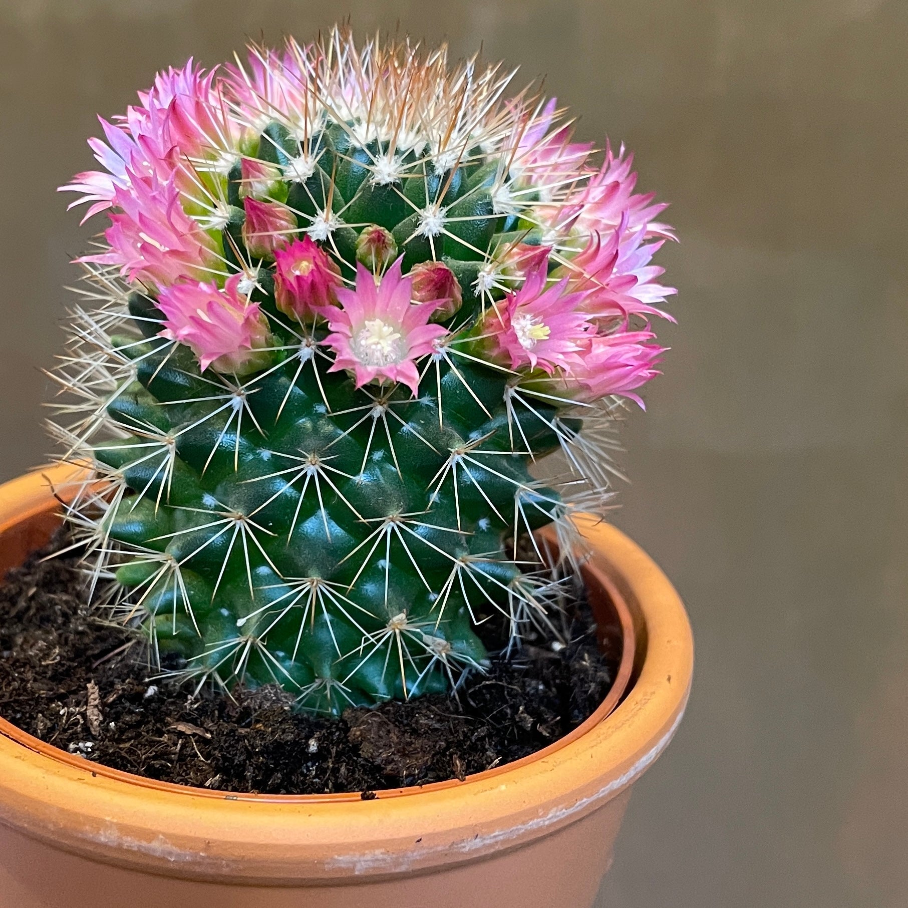 Flowering Cactus (with terracotta pot) - grow urban. UK