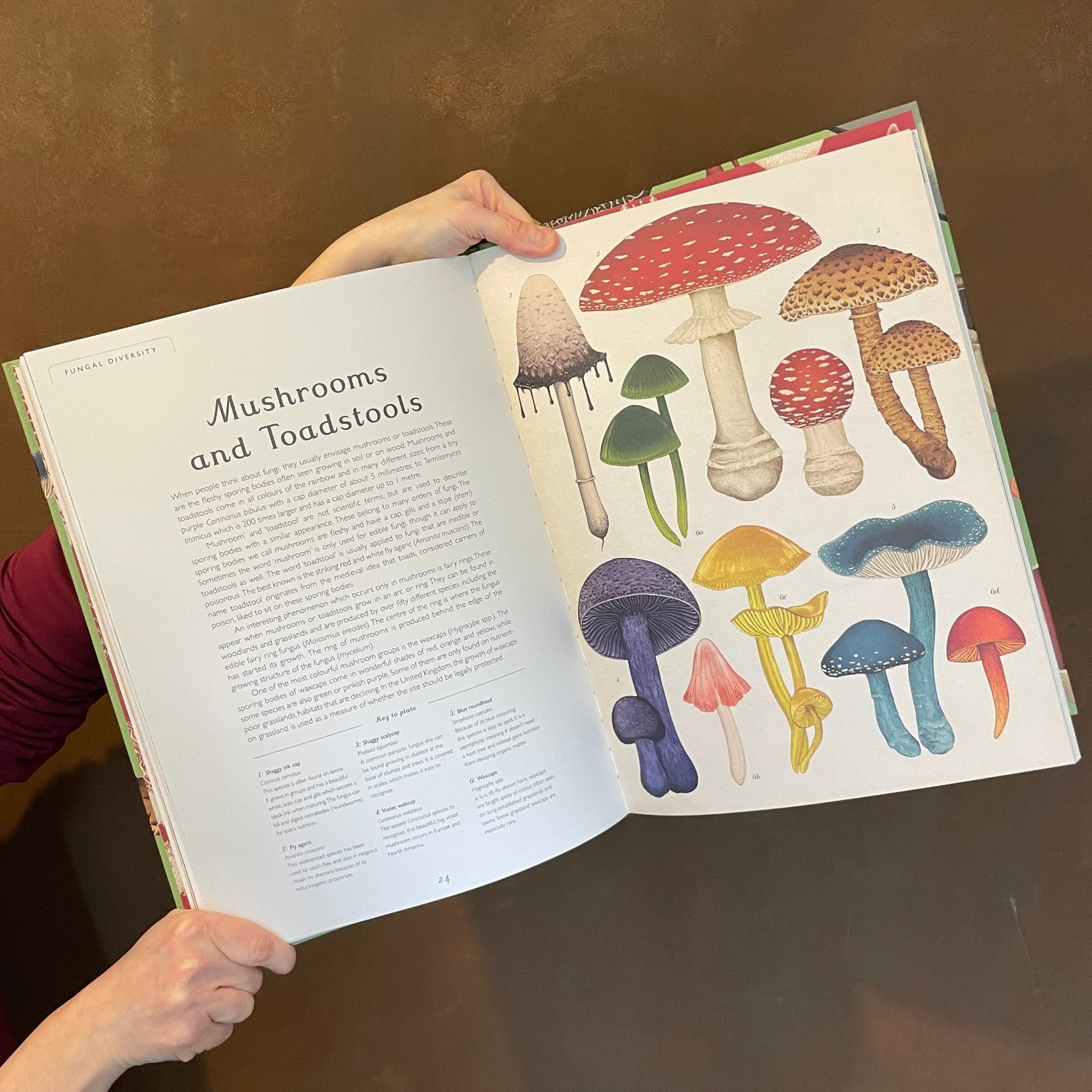 Fungarium - grow urban. UK