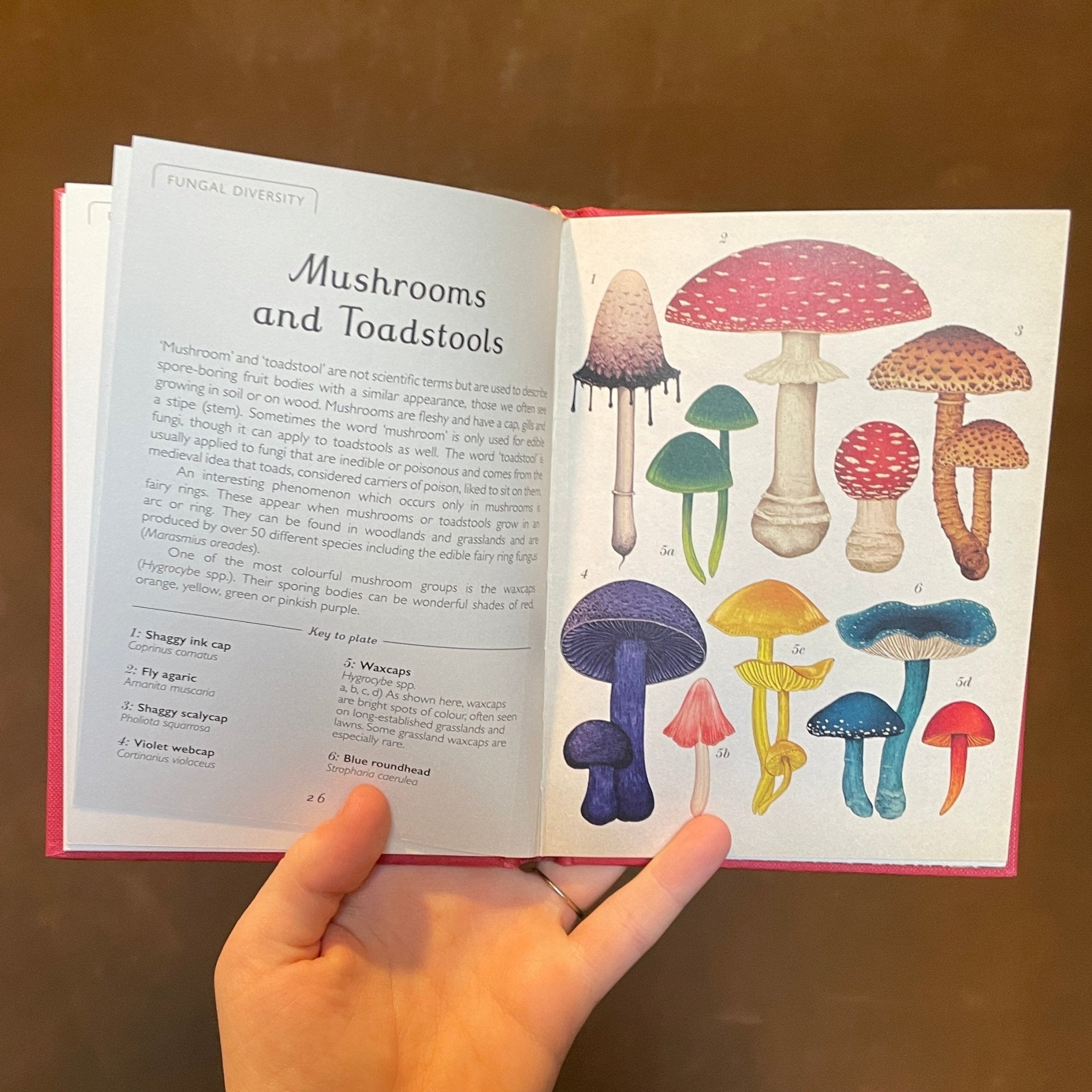 Fungarium (Mini Gift Edition) - grow urban. UK