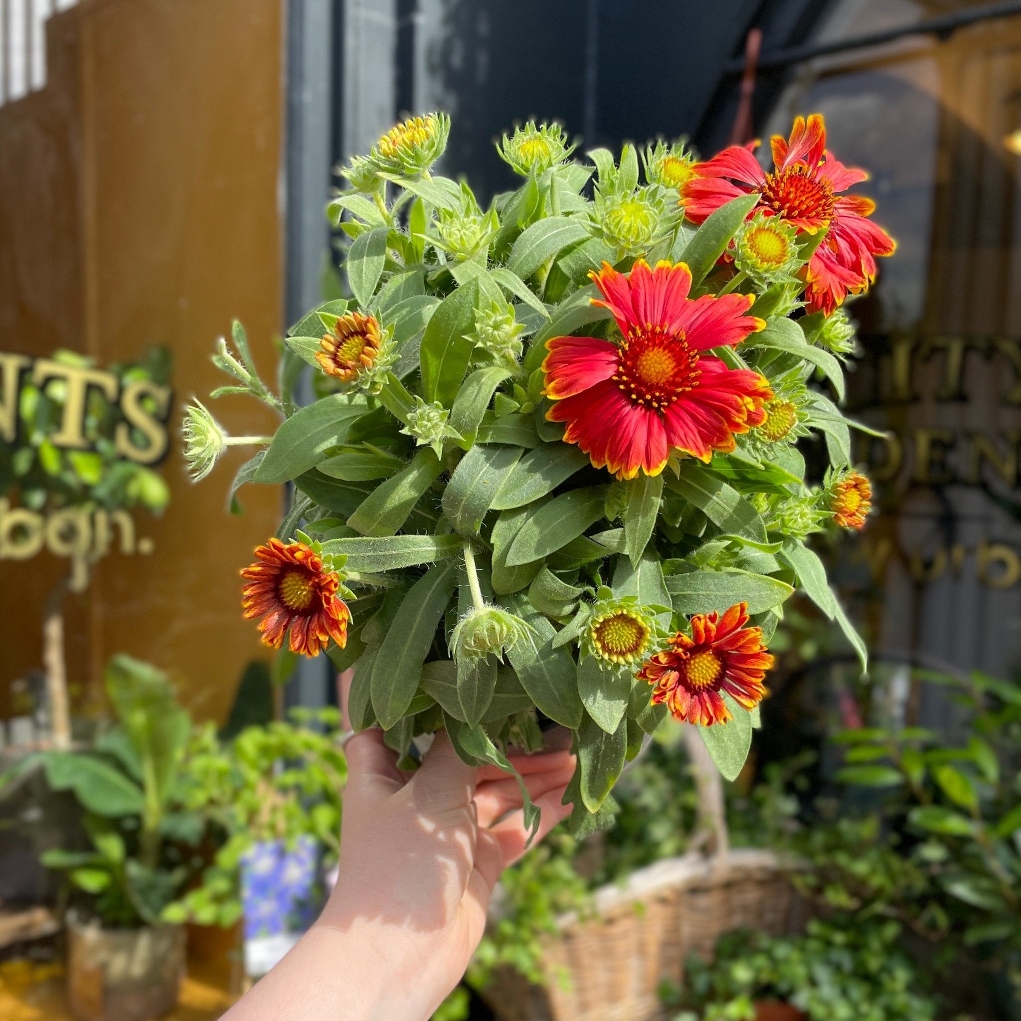 Red Gaillardia Yellow Touch Gaillardia 'SpinTop Yellow Touch' Grow