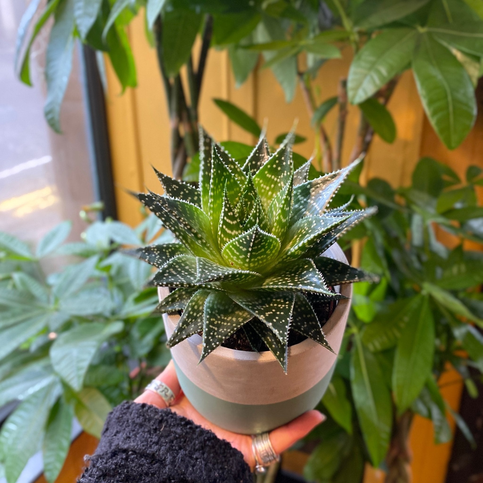 Gasteria aurora - grow urban. UK