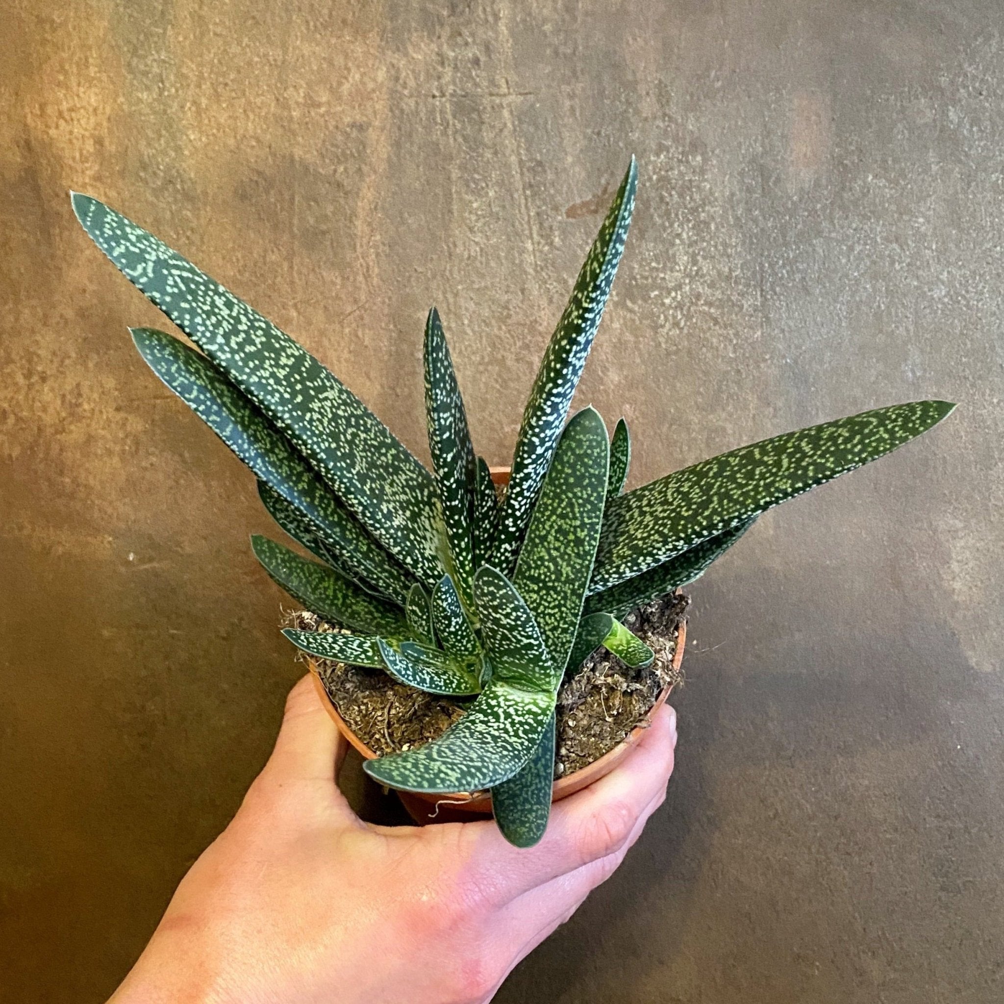 Gasteria carinata - grow urban. UK
