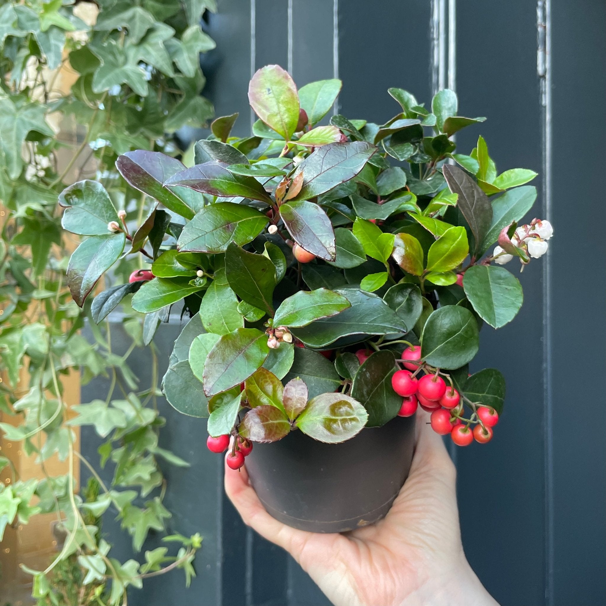 Gaultheria 'Big Berry' - grow urban. UK